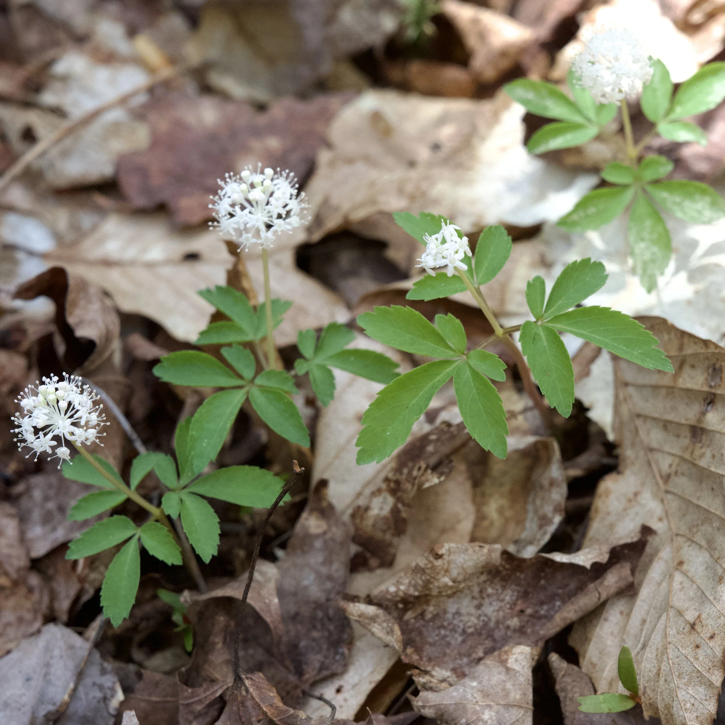 Dwarf Ginseng (Panax trifolius), Paul Smith's VIC, May 17, '26.  Photograph by Doug Hillstrom.
