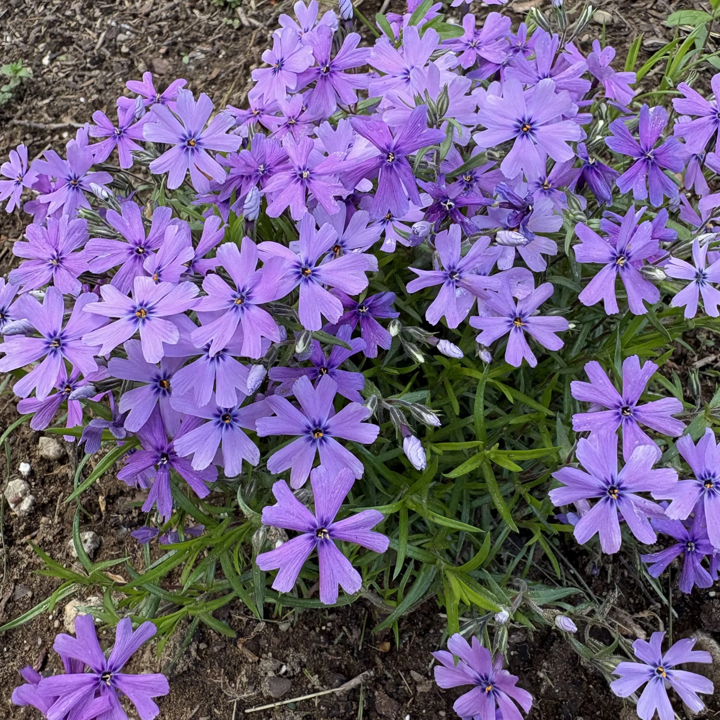 Moss Phlox (Phlox subulata), Elizabethtown, May 19, '26.  Photograph by Doug Hillstrom