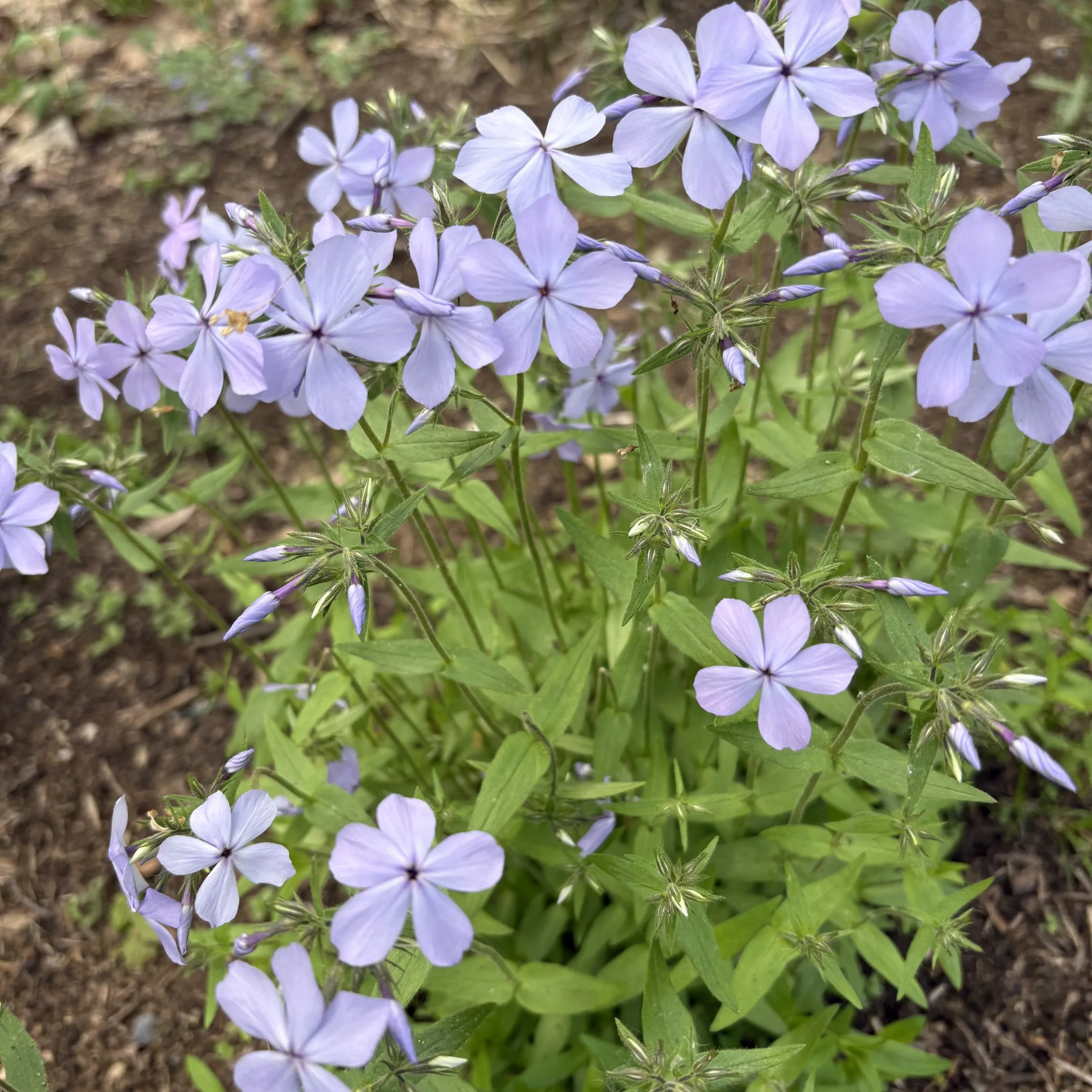 Woodland Phlox (Phlox divaricata), Elizabethtown, May 19, '26.  Photograph by Doug Hillstrom