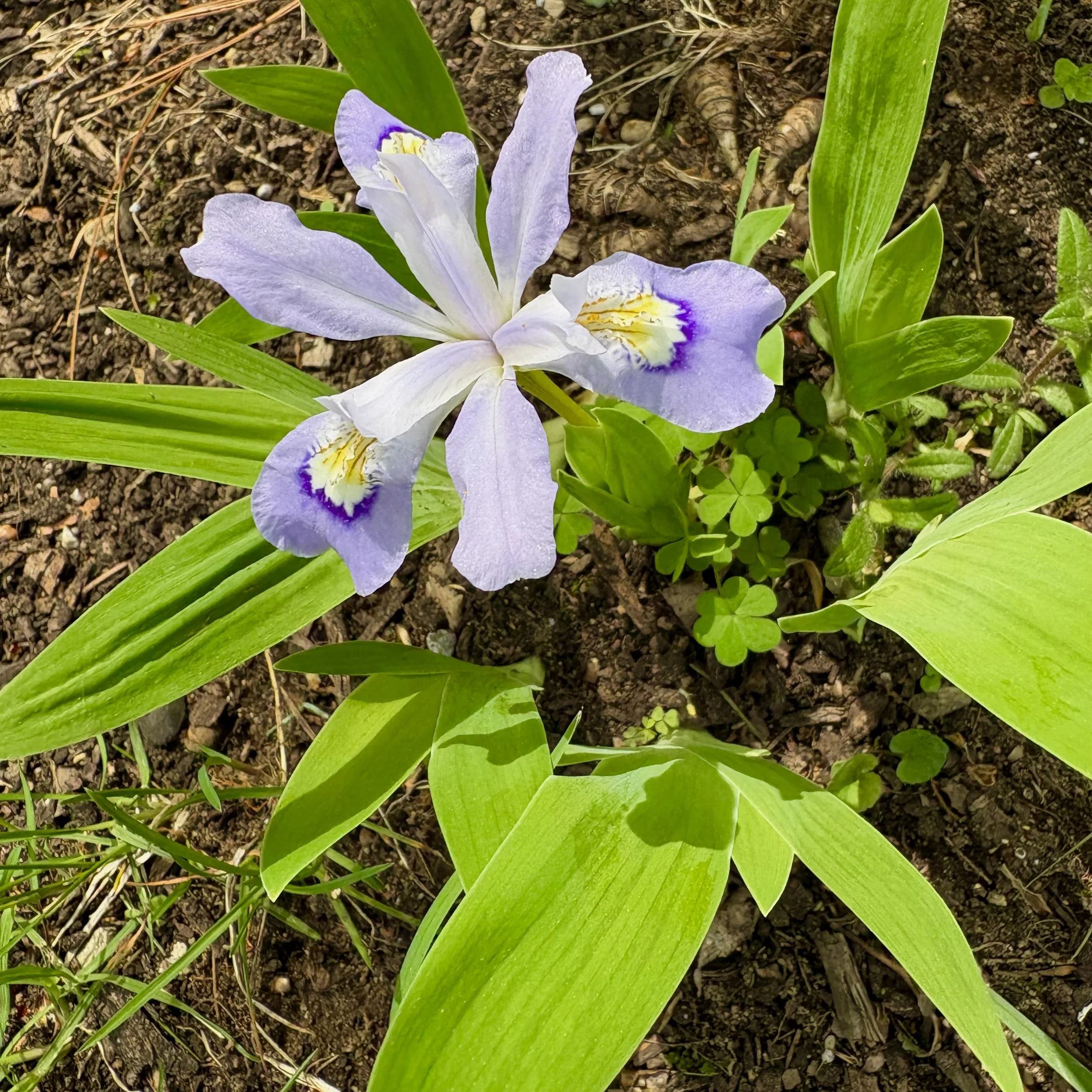 Crested Iris (Iris cristata), Elizabethtown, May 19, '26.  Photograph by Doug Hillstrom