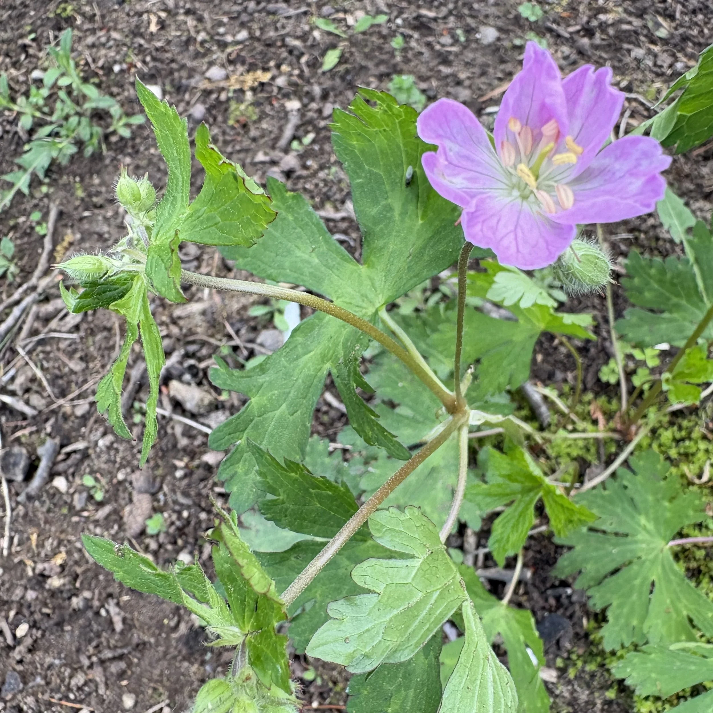 Wild Geranium (Geranium maculatum), Elizabethtown, May 19, '26.  Photograph by Doug Hillstrom