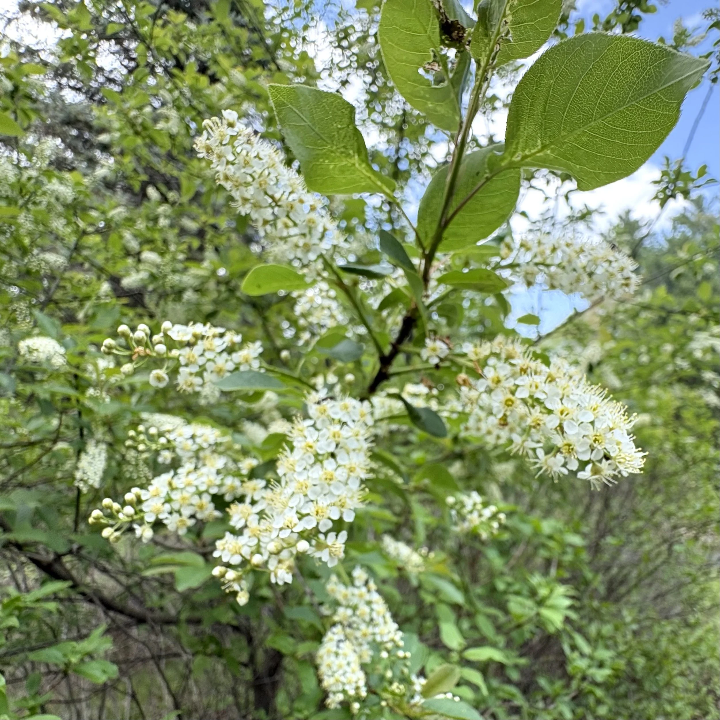 Chokecherry tree (Prunus virginiana), Elizabethtown, May 19, '26.  Photograph by Doug Hillstrom