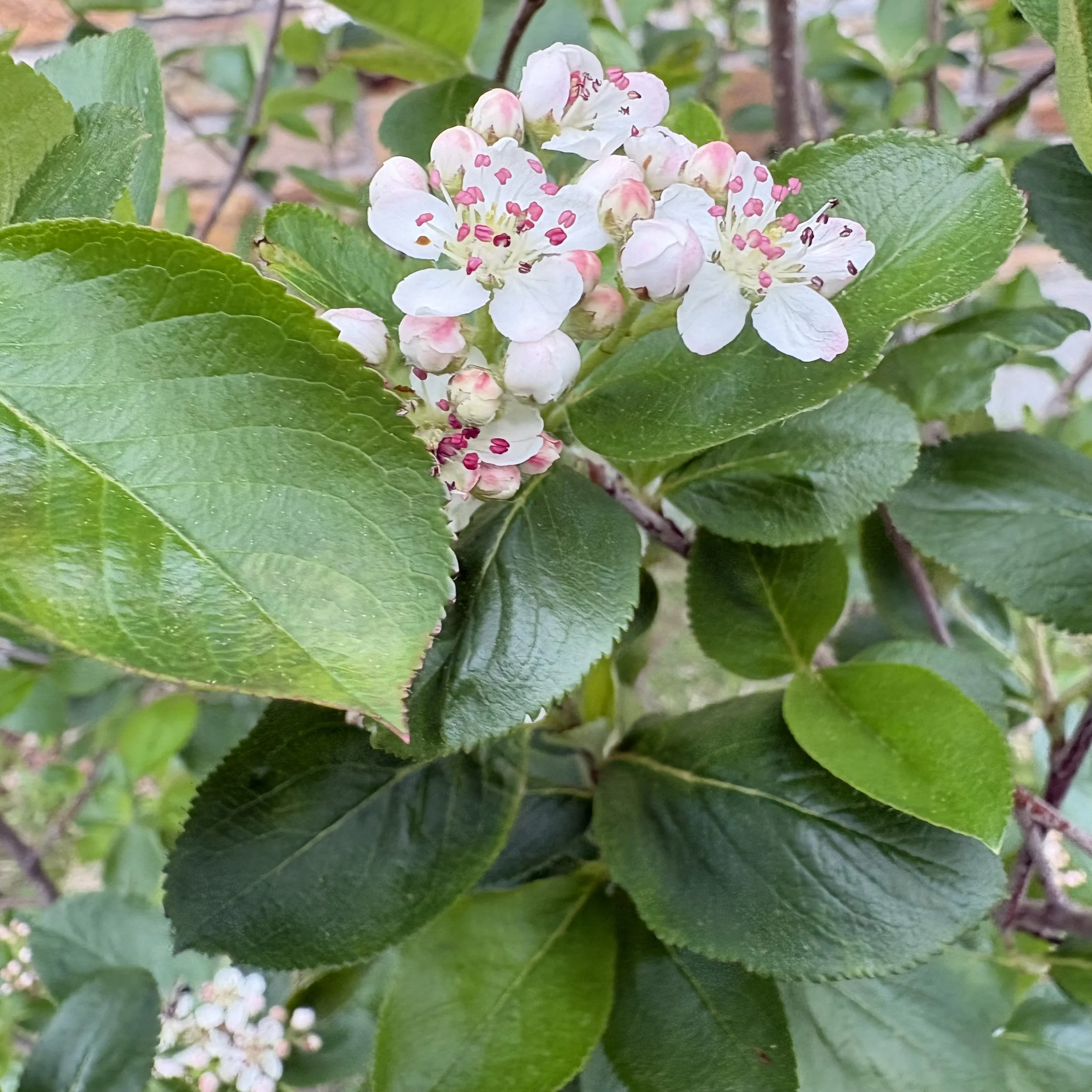 Chokeberry bush (Aronia Melanocarpa), Elizabethtown, May 19, '26.  Photograph by Doug Hillstrom.