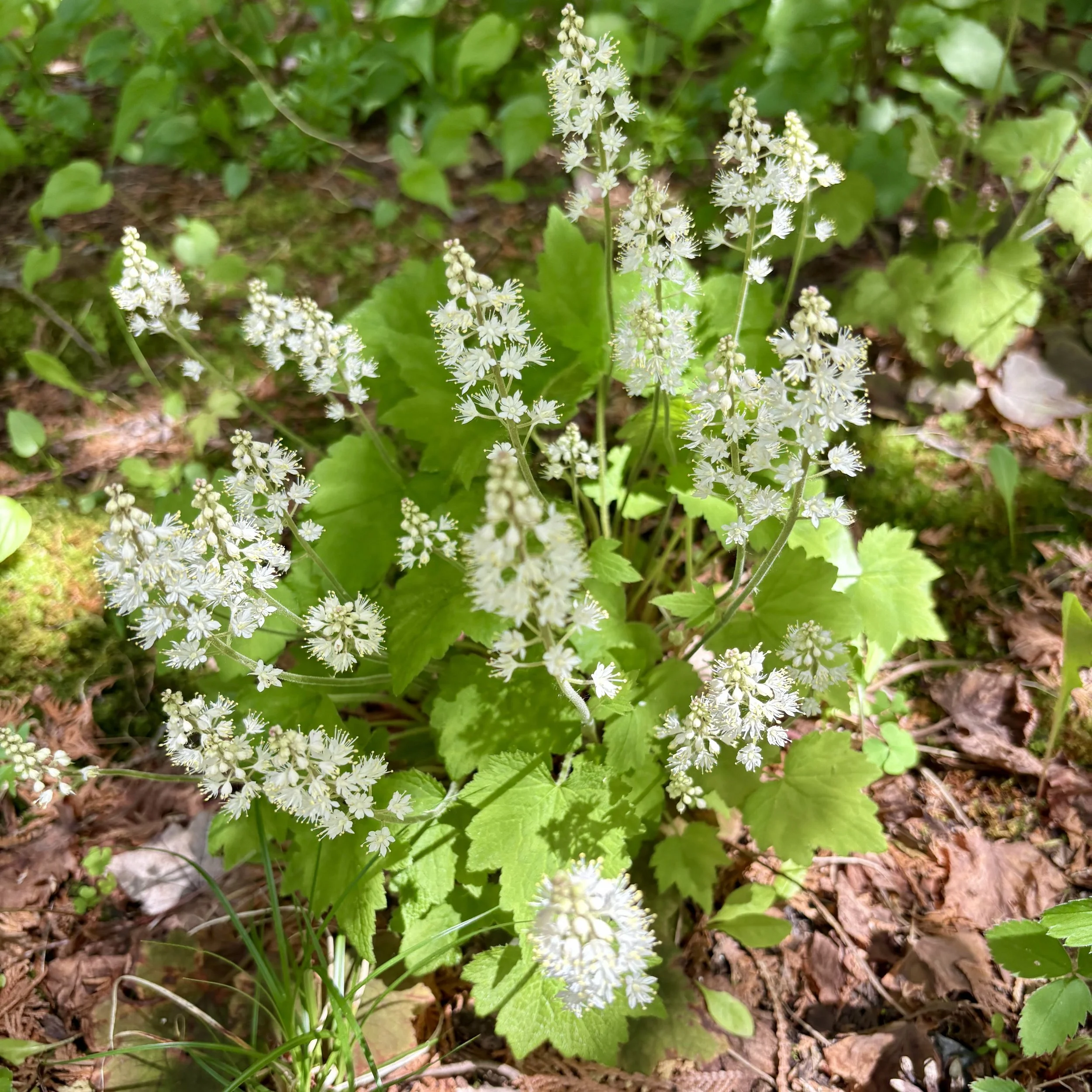 Foam Flower (Tiarella cordifolia), Elizabethtown, May 19, '26.  Photograph by Doug Hillstrom.