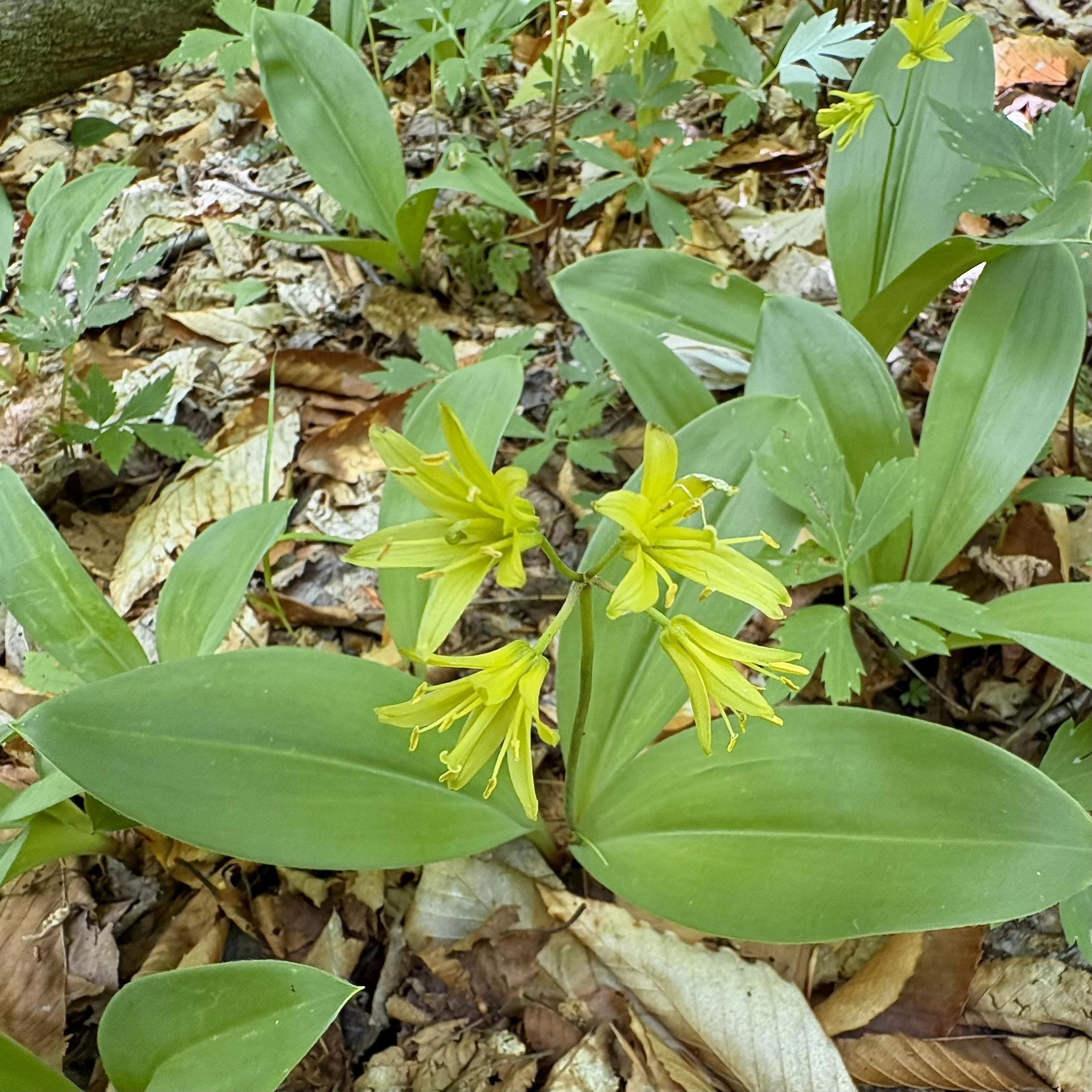 Blue-bead lily (Clintonia borealis), Benny's trail, Lewis, May 27, '26.  Photograph by Doug Hillstrom.