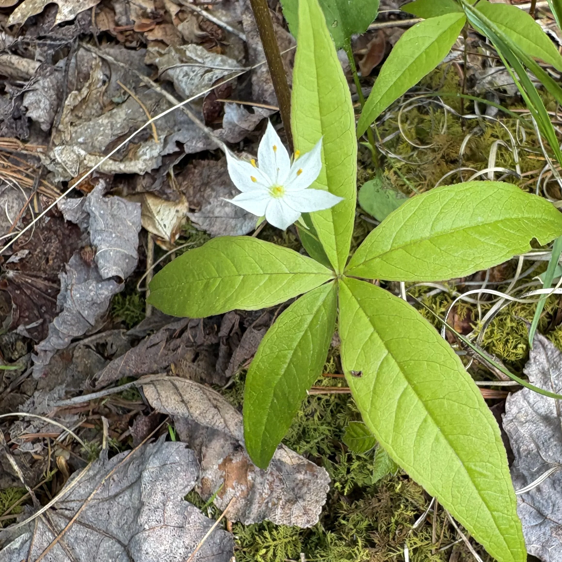 Star Flower (Lysimachia borealis), Benny’s trail, Lewis, May 27, ‘26, Photograph by Doug Hillstrom.