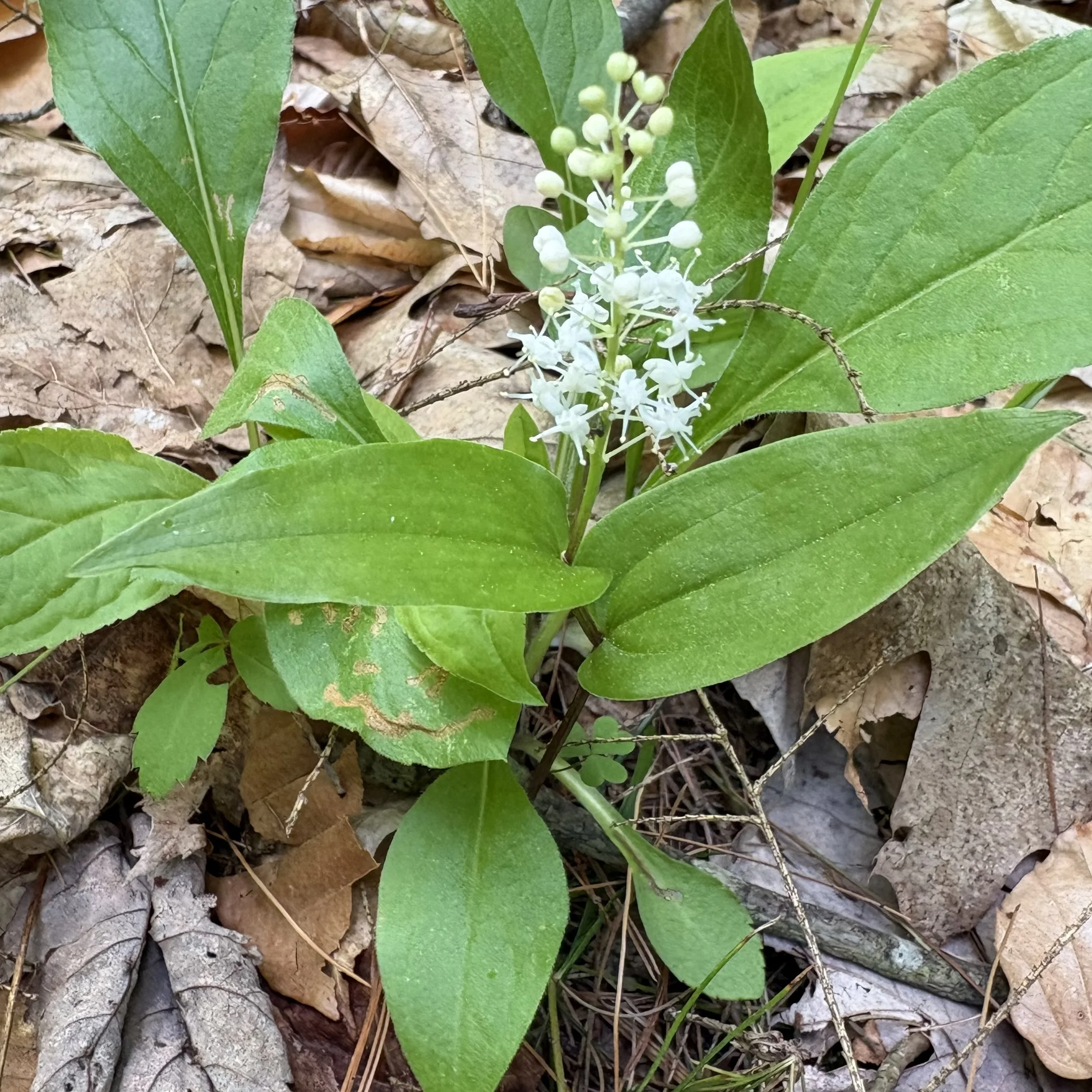 Canada Mayflower (Maianthemum canadense), Benny's trail, Lewis, May 27, '26.  Photograph by Doug Hillstrom.