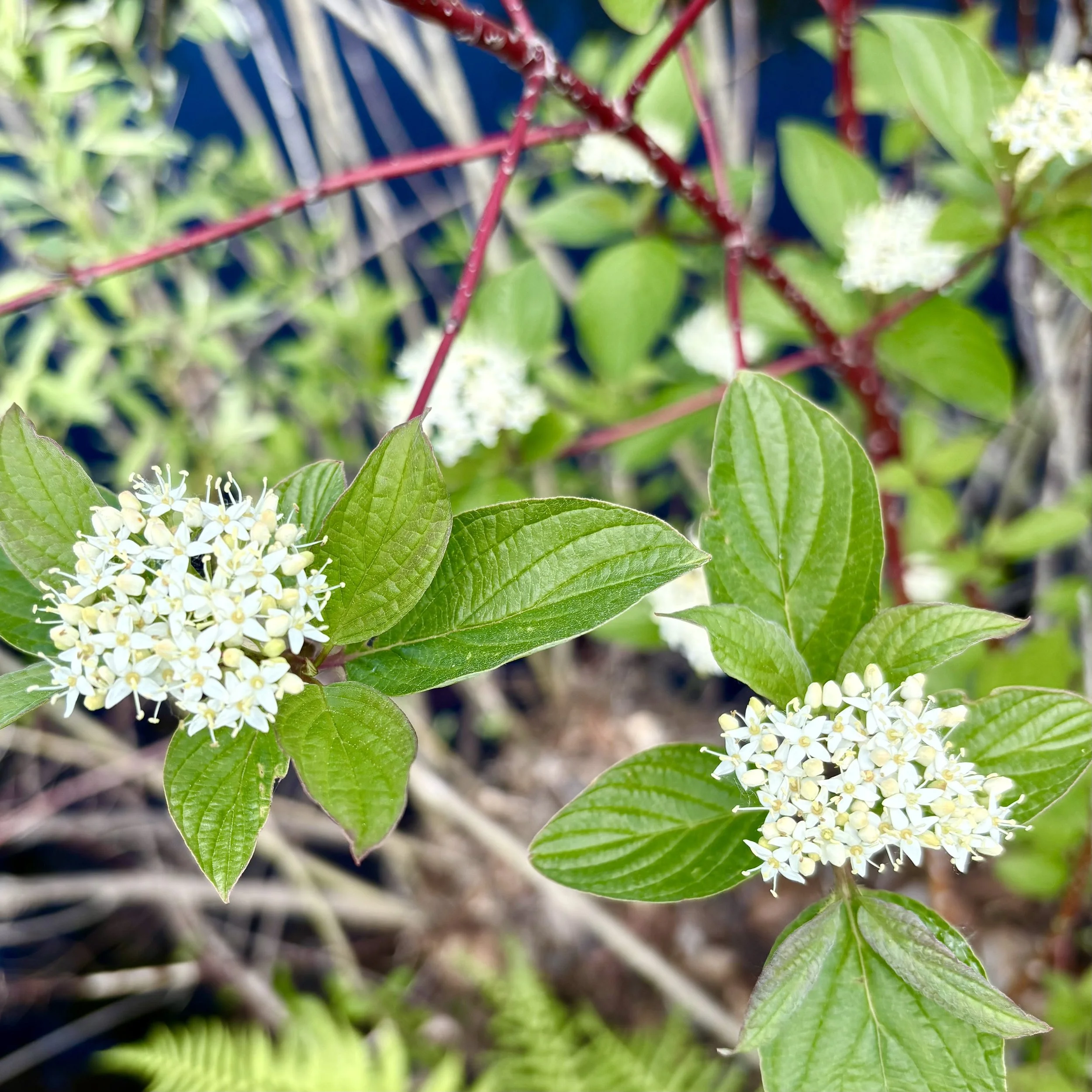 Red Osier Dogwood (Cornus sericea), Trout Pond Road, Lewis, May 27, '26.  Photograph by Doug Hillstrom.