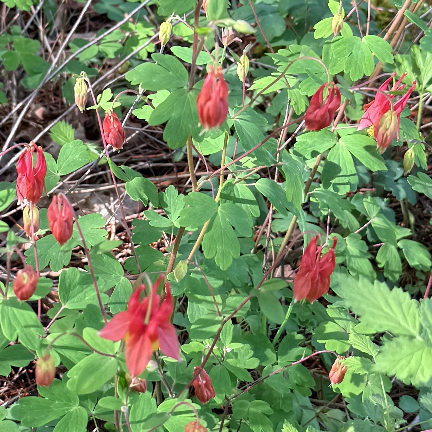 Red Columbine (Aquilegia canadensis), CATS Essex Quarry Preserve, May 27 '26.  Photograph by Barbara Juh.