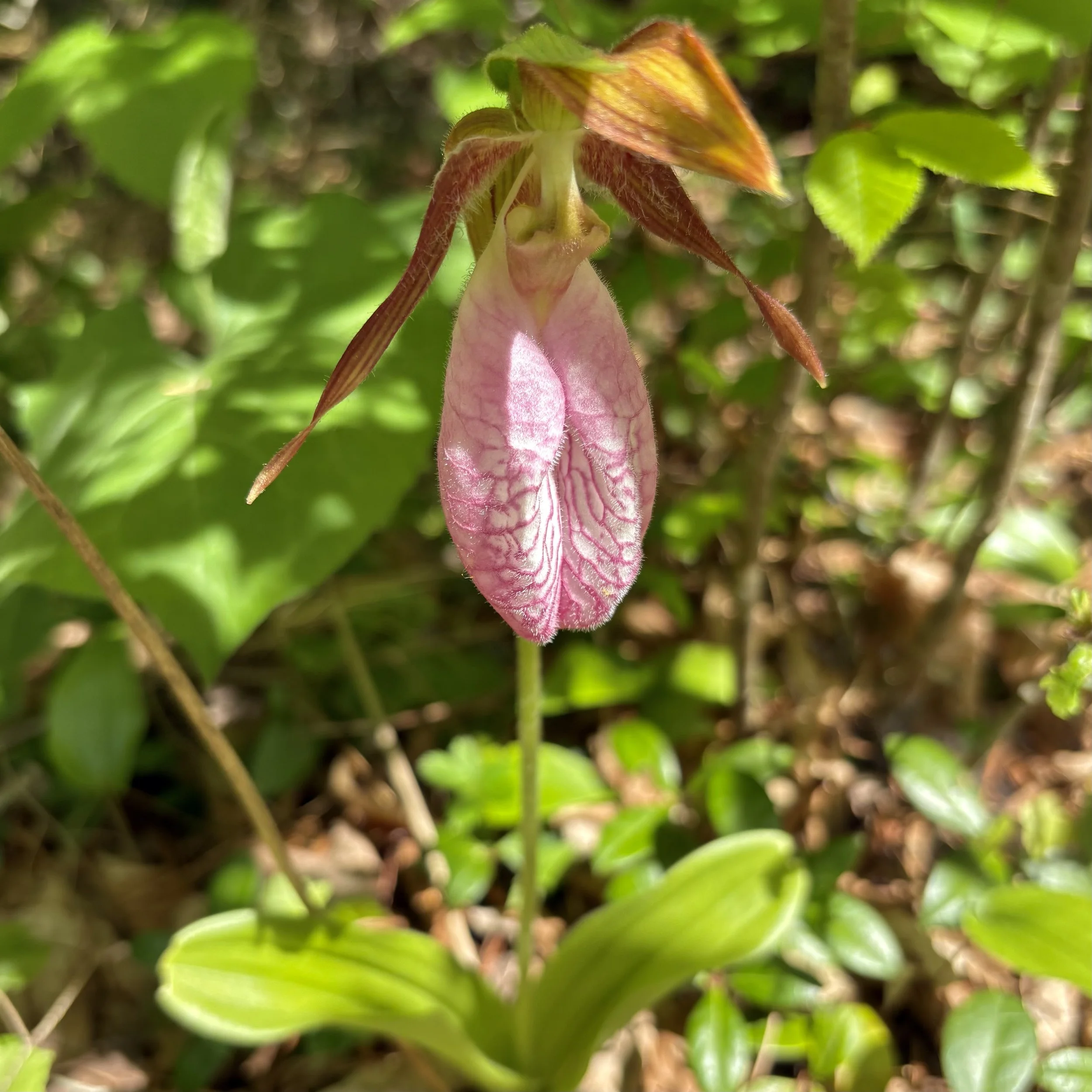 Lady Slipper (Cypripedium reginae), Benny's trail, Lewis, May 27, '26.  Photo by Doug Hillstrom.