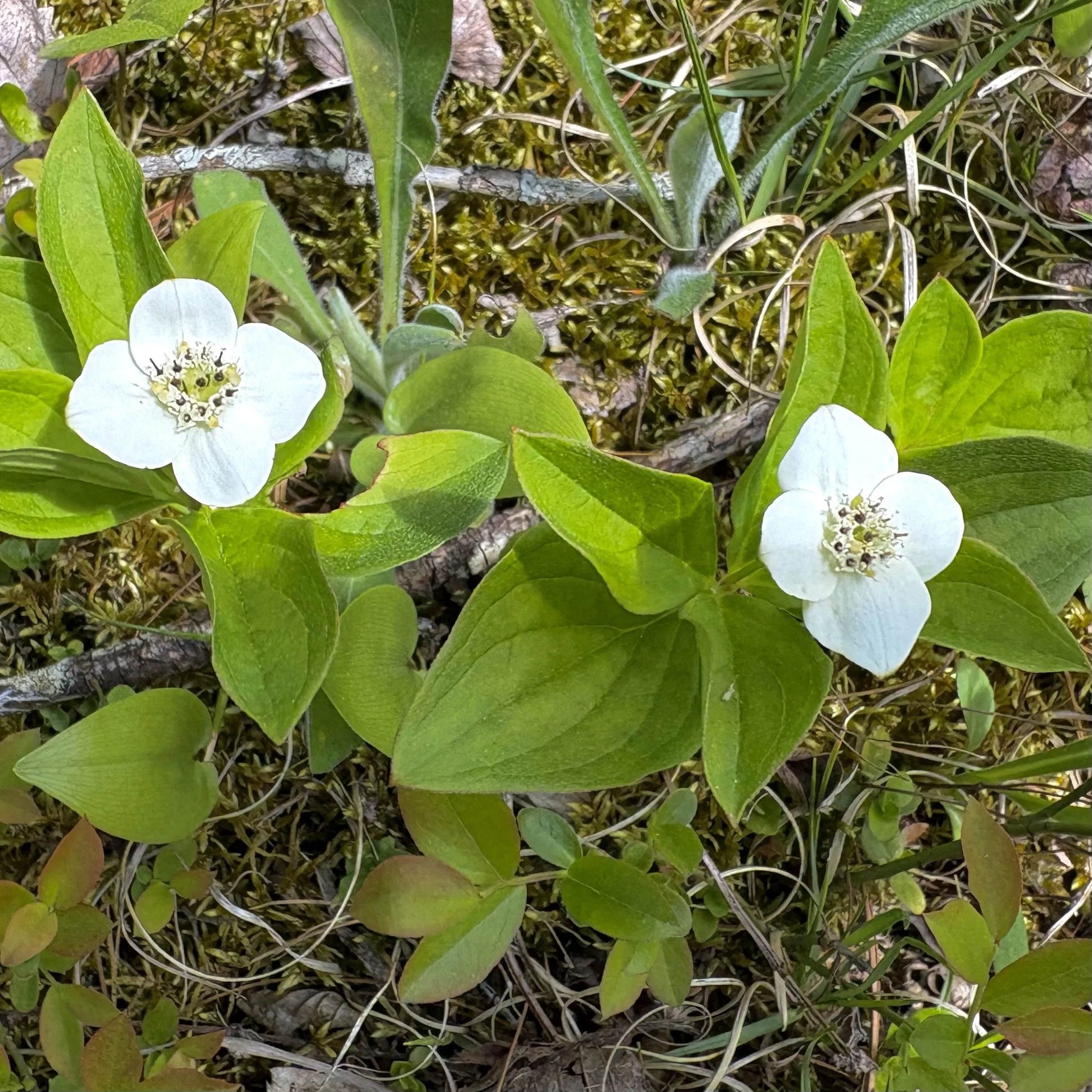 Bunchberry (Cornus canadensis), Benny's trail, Lewis, May 27 '26.  Photograph by Doug Hillstrom.