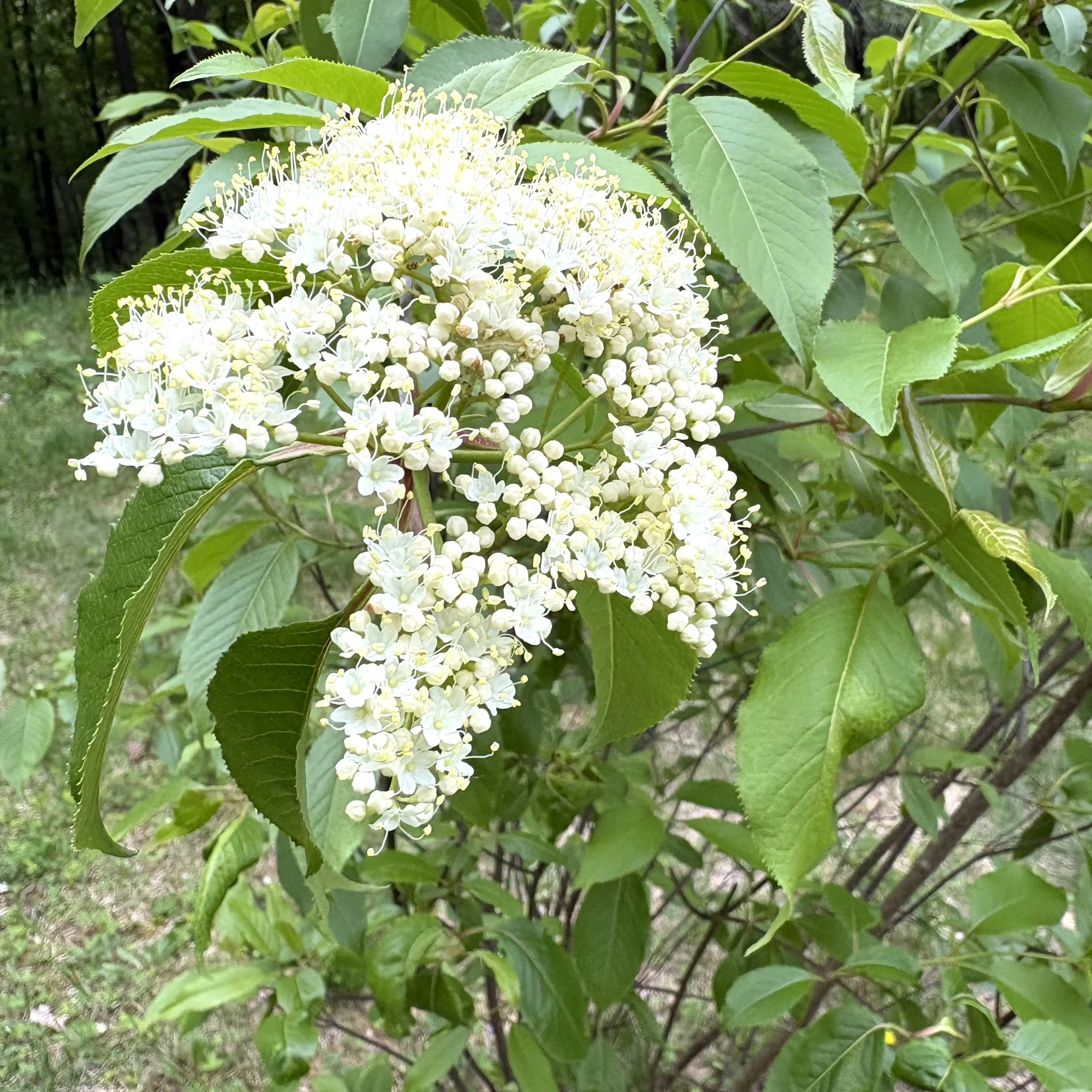Nannyberry (Viburnum lentago), Elizabethtown, May 29 '26.  Photo by Doug Hillstrom.