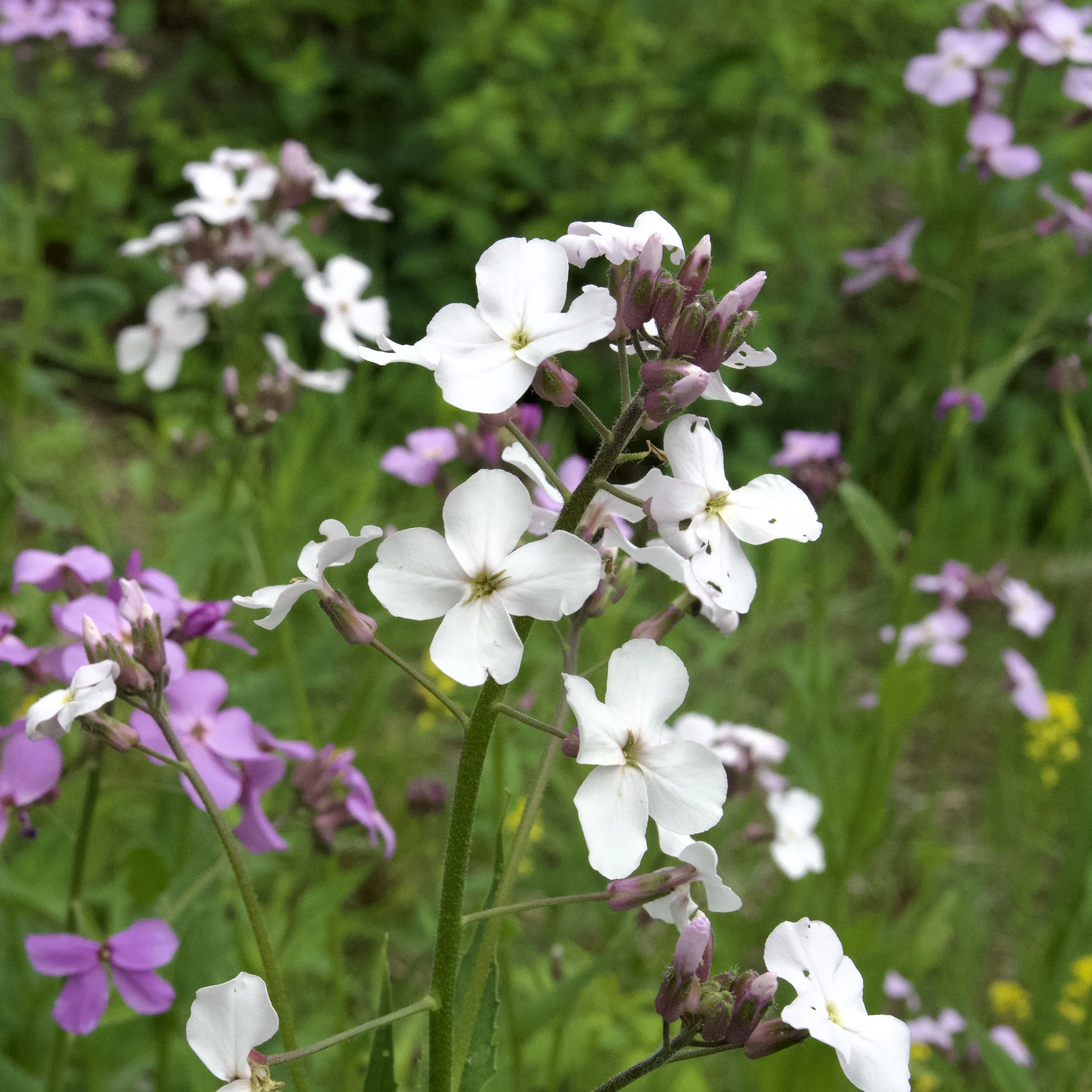 Dame's rocket (Hesperis matronalis), CATS Essex Quarry Nature Preserve, May 29, '26.  Photo by Doug Hillstrom.