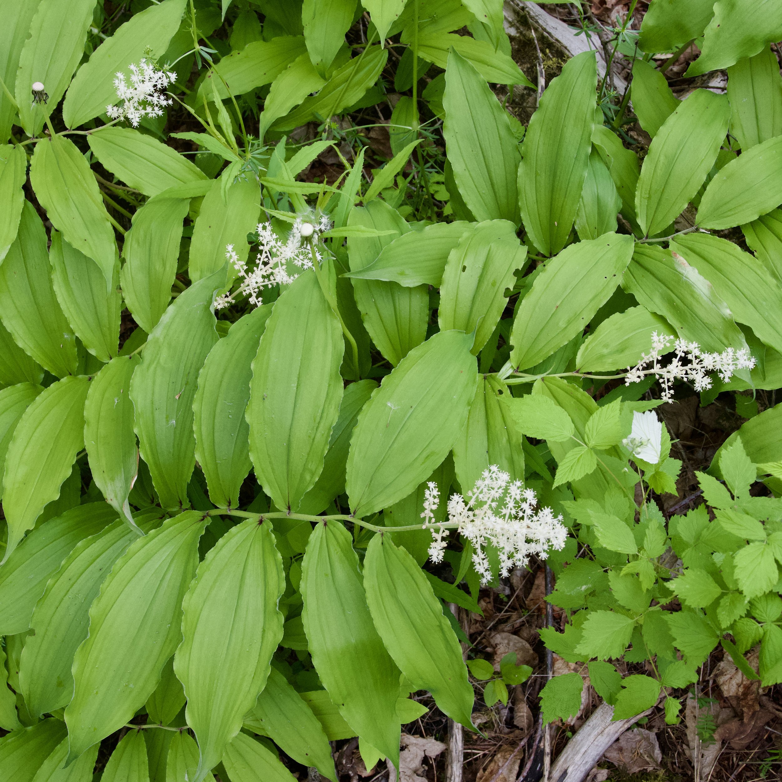 False solomon's-seal (Maianthemum racemosum), CATS Essex Quarry Nature Preserve, May 28, '26.  Photo by Doug Hillstrom.