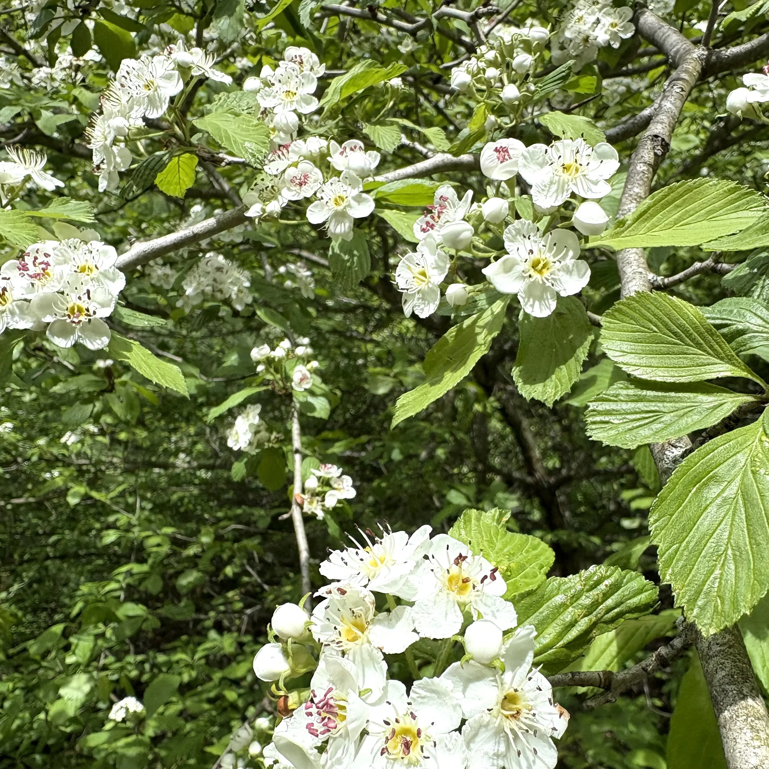 Dotted hawthorn tree (Crataegus punctata), Elizabethtown, May 30, '26.  Photo by Doug Hillstrom.