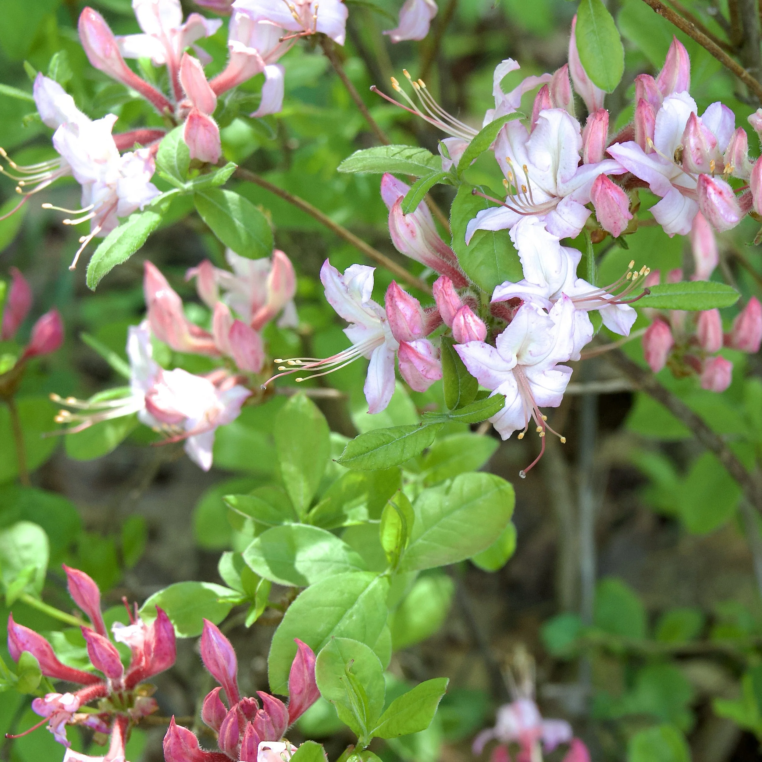 Pinxterbloom azalea (Rhododendron periclymenoides), Elizabethtown, May 30, '26.  Photo by Doug Hillstrom.