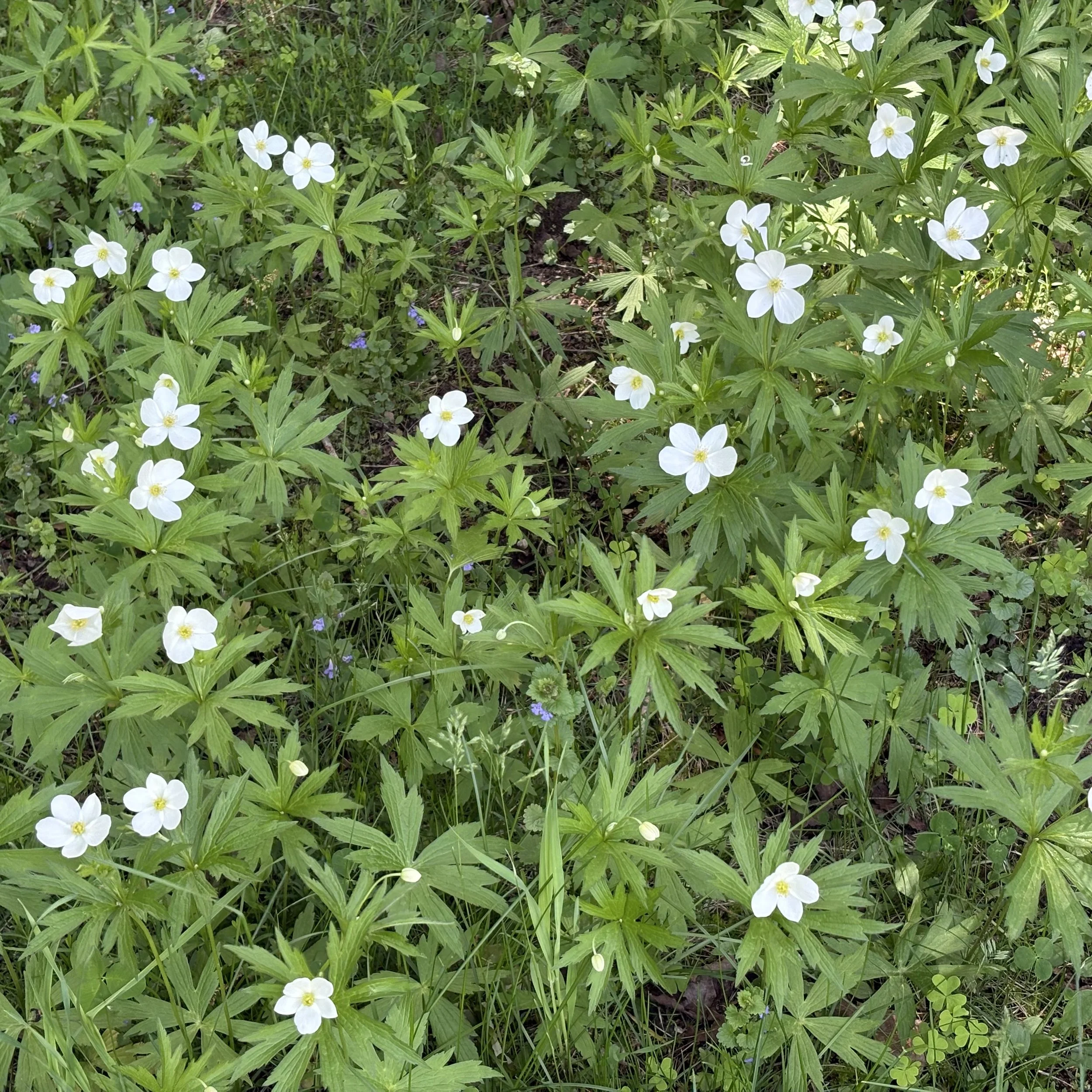 Canada anemone (Anemone canadensis), Elizabethtown, June 2, '26.  Photo by Doug Hillstrom.