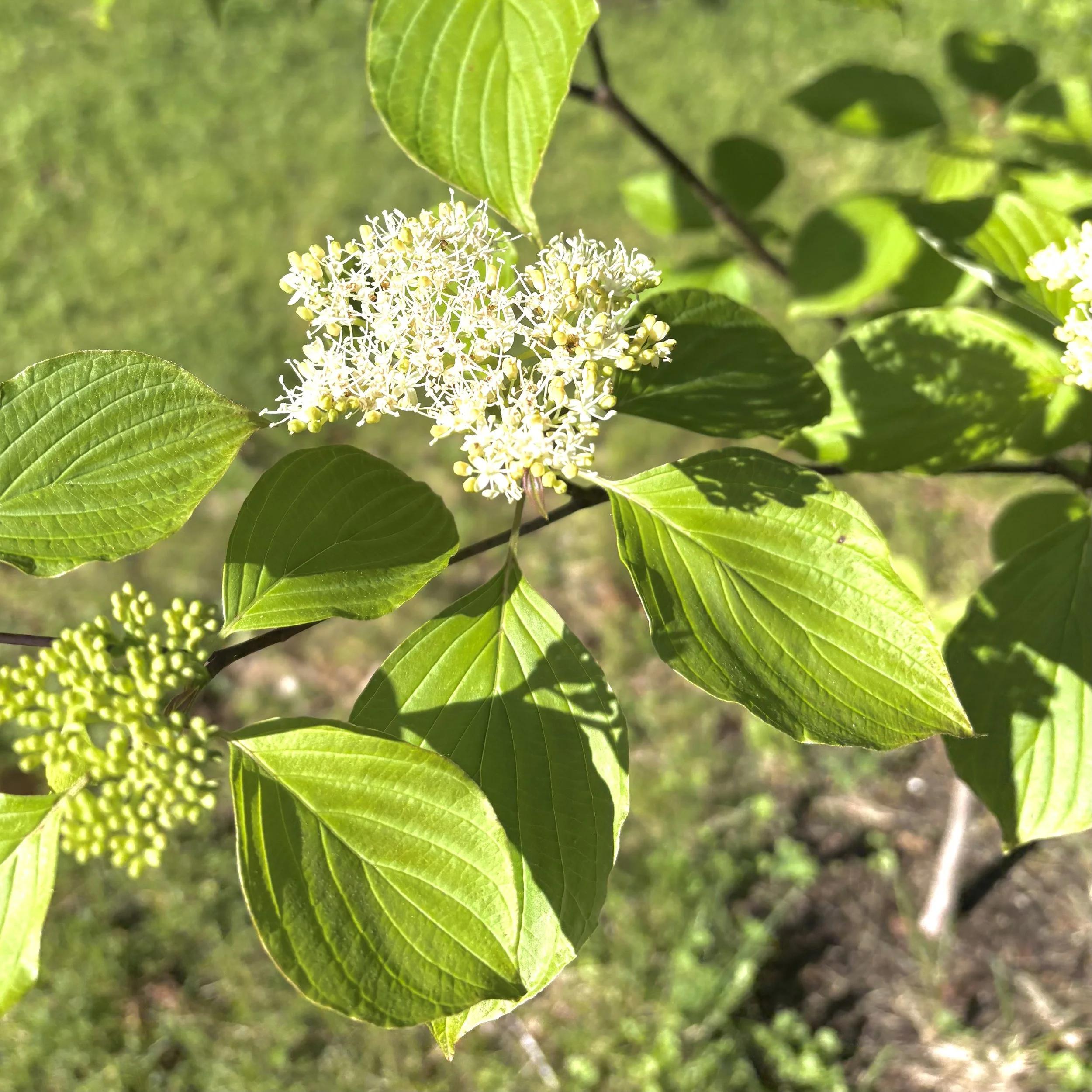Pagoda dogwood tree (Cornus alternifolia), Elizabethtown, June 4, '26.  Photo by Doug Hillstrom.