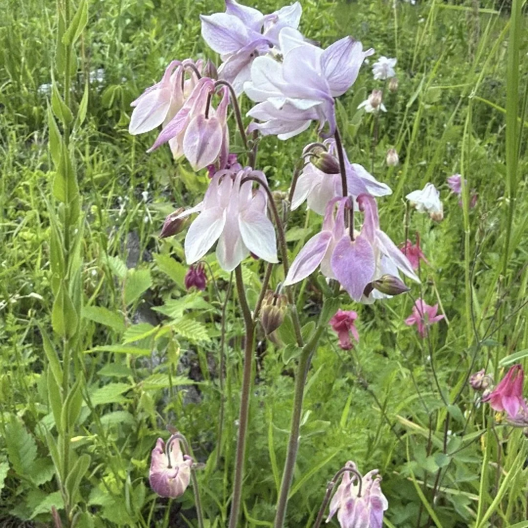 Common columbine (Aquilegia vulgaris), Essex, June 1 '26.  Photo by Barb Juh.