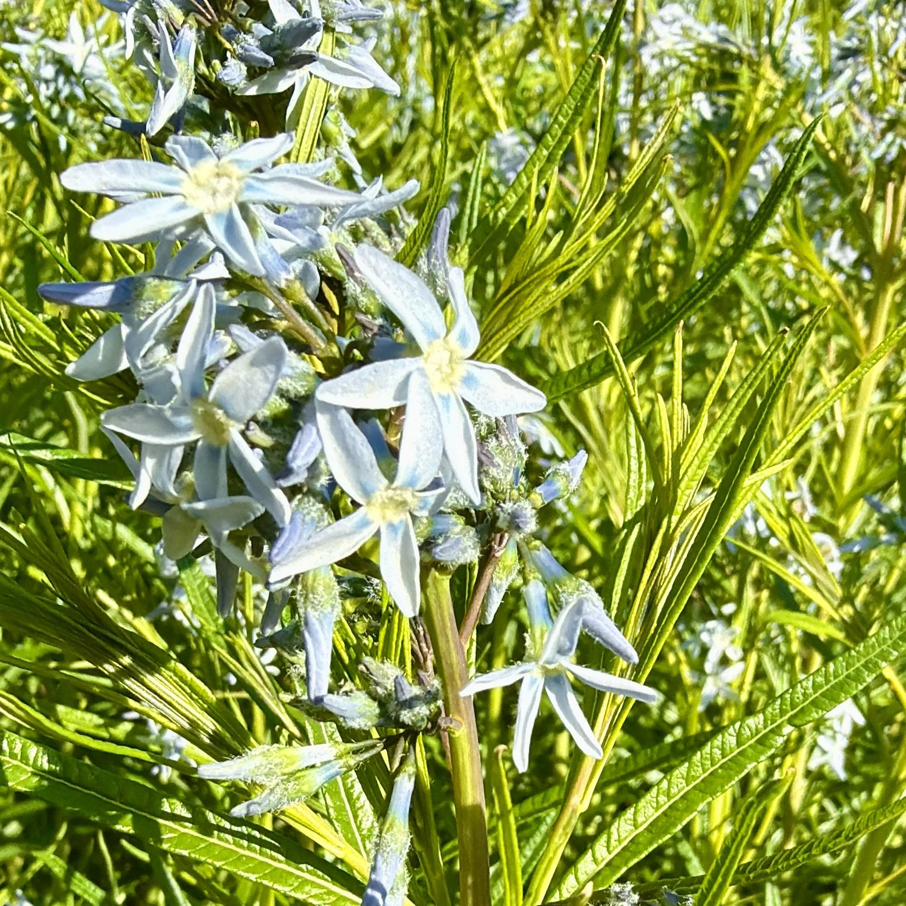 Eastern bluestar (Amsonia tabernaemontana), Westport, June 3 '26.  Photo by Lyn Flynn.