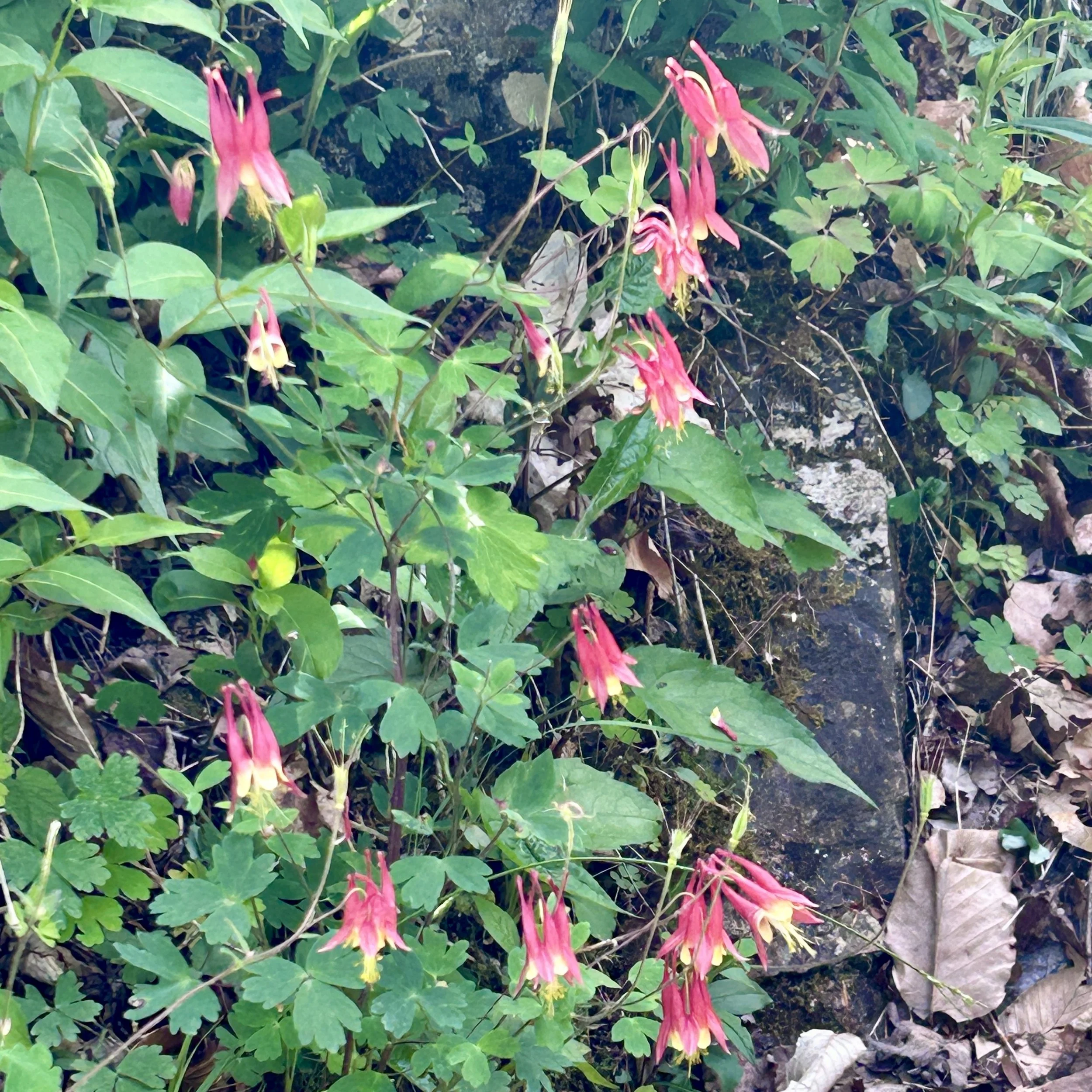 Red Columbine (Aquilegia canadensis), Swede Mountain fire tower trail, Hague NY, June 5, '26.  Photo by Susan Carle.