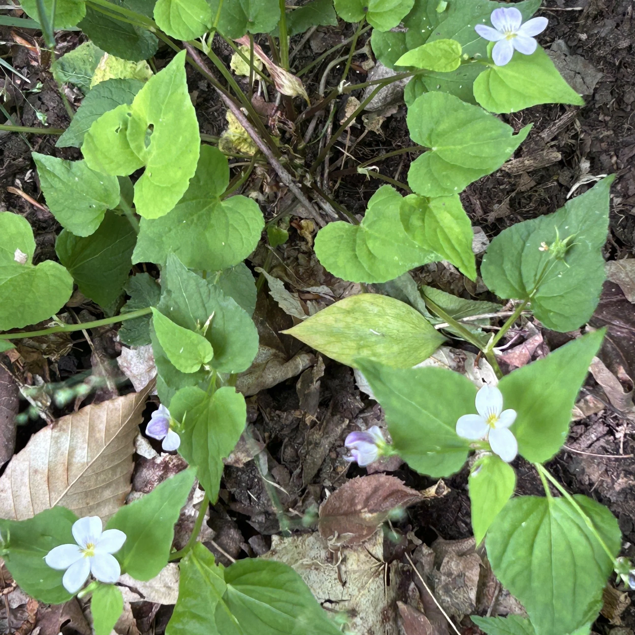 Canada violet (Viola Canadensis) Swede Mountain fire tower trail in Hague NY, June 5, '26.  Photo by Susan Carle.