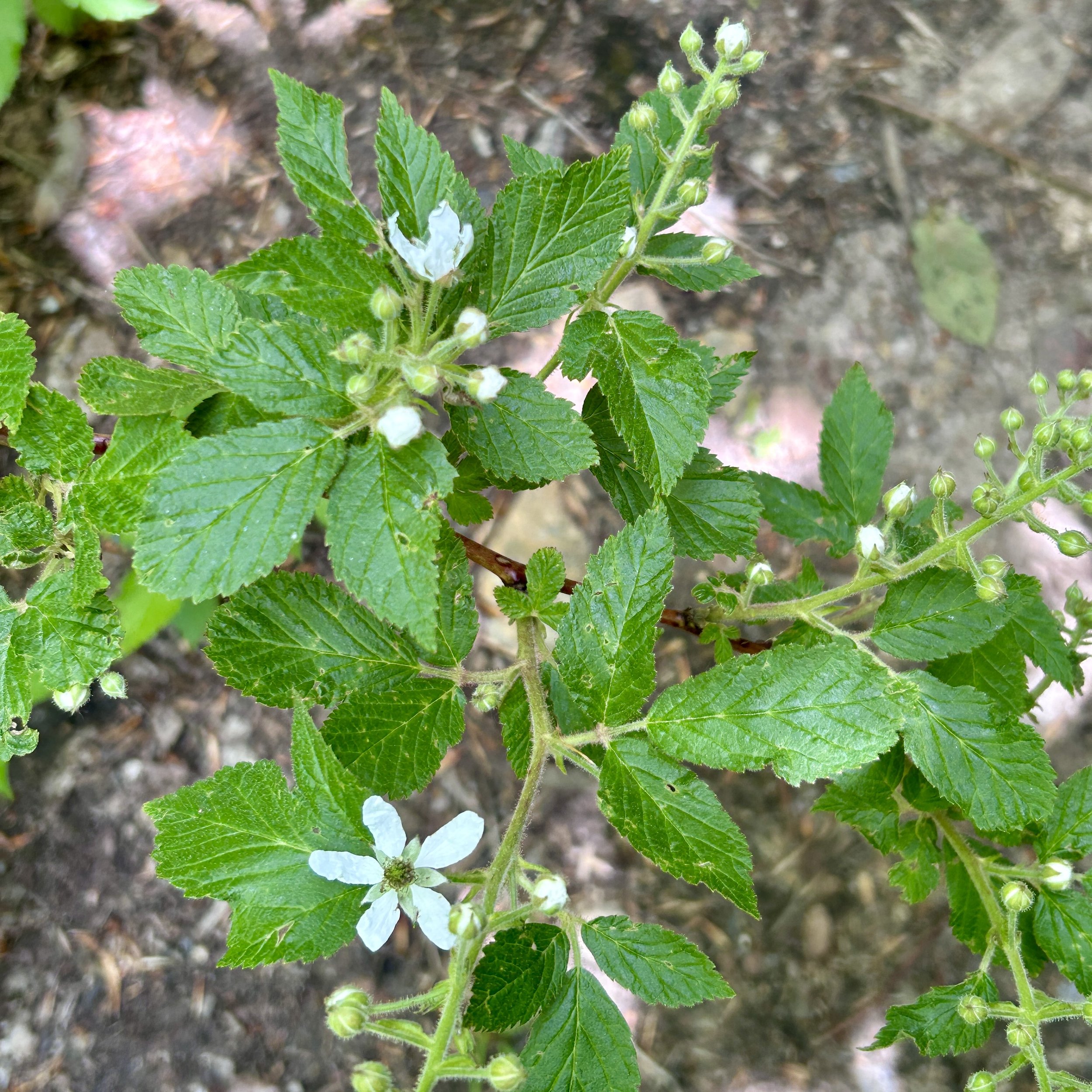 Allegheny blackberry (Rubus allegheniensis), Swede Mountain fire tower trail in Hague NY, June 5, '26.  Photo by Susan Carle.