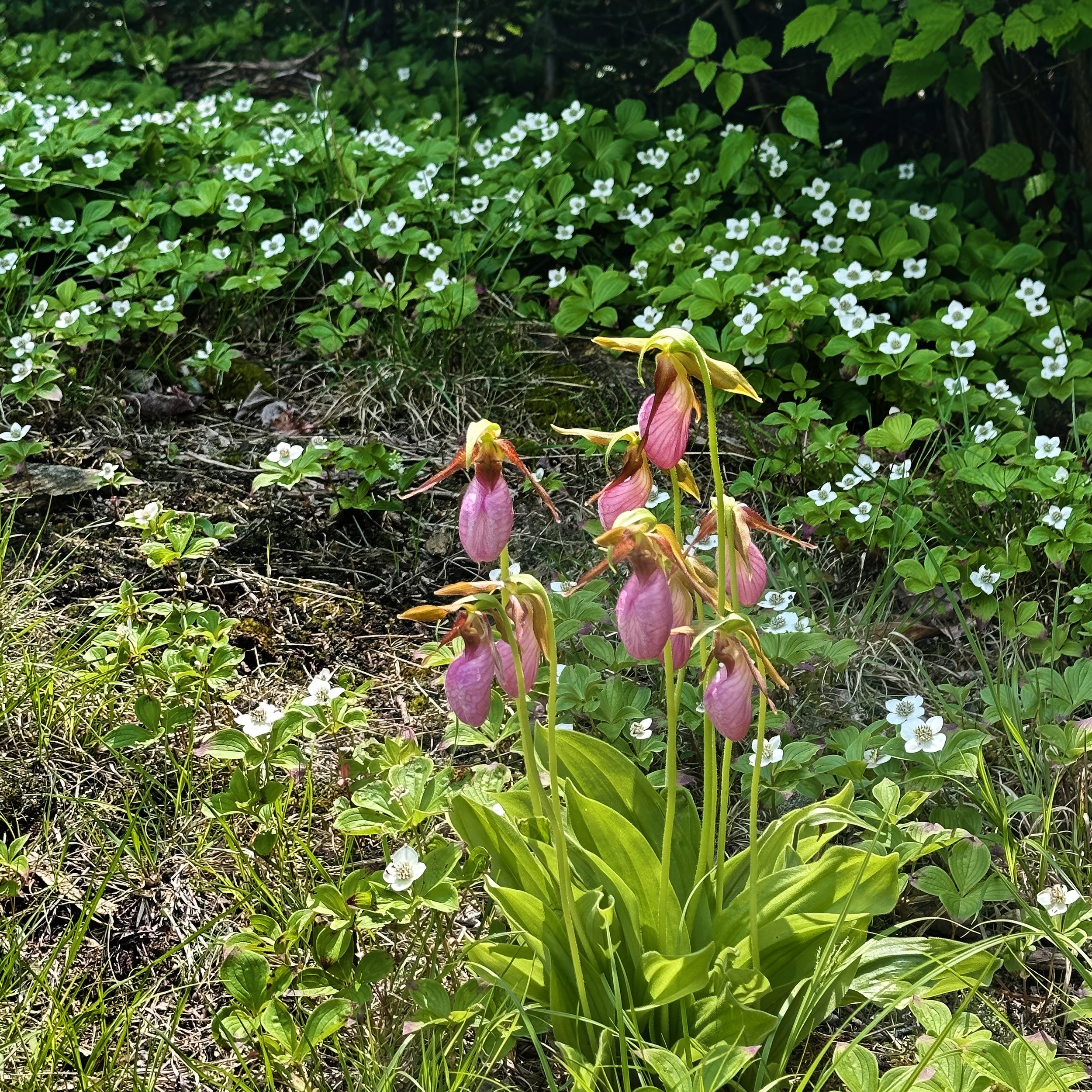 Lady Slippers (Cypripedium reginae) and Bunchberry (Cornus canadensis), Desjardins Field, Jay, NY, June 5, '26.  Photo by Audrey Desjardins.