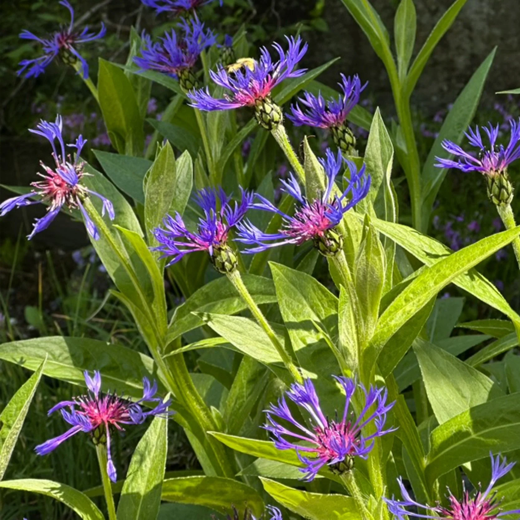 Blue Bachelor's Button (Centaurea montana), Desjardins Field, Jay, NY, June 8, '26.  Photo by Audrey Desjardins.