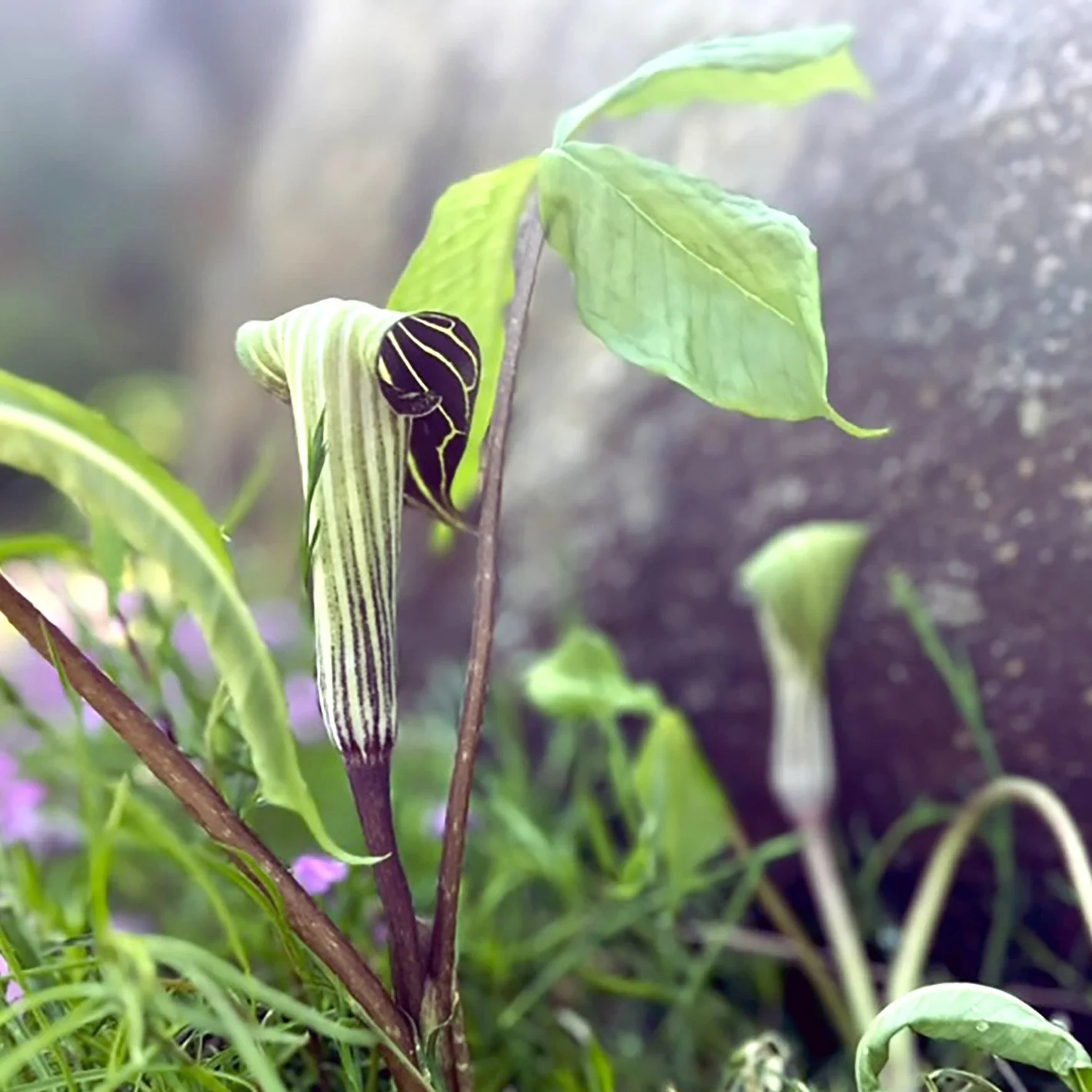 Jack-in-the-pulpit (Arisaema triphyllum), Desjardins Field, Jay, NY, June 8, '26. Photo by Audrey Desjardins.