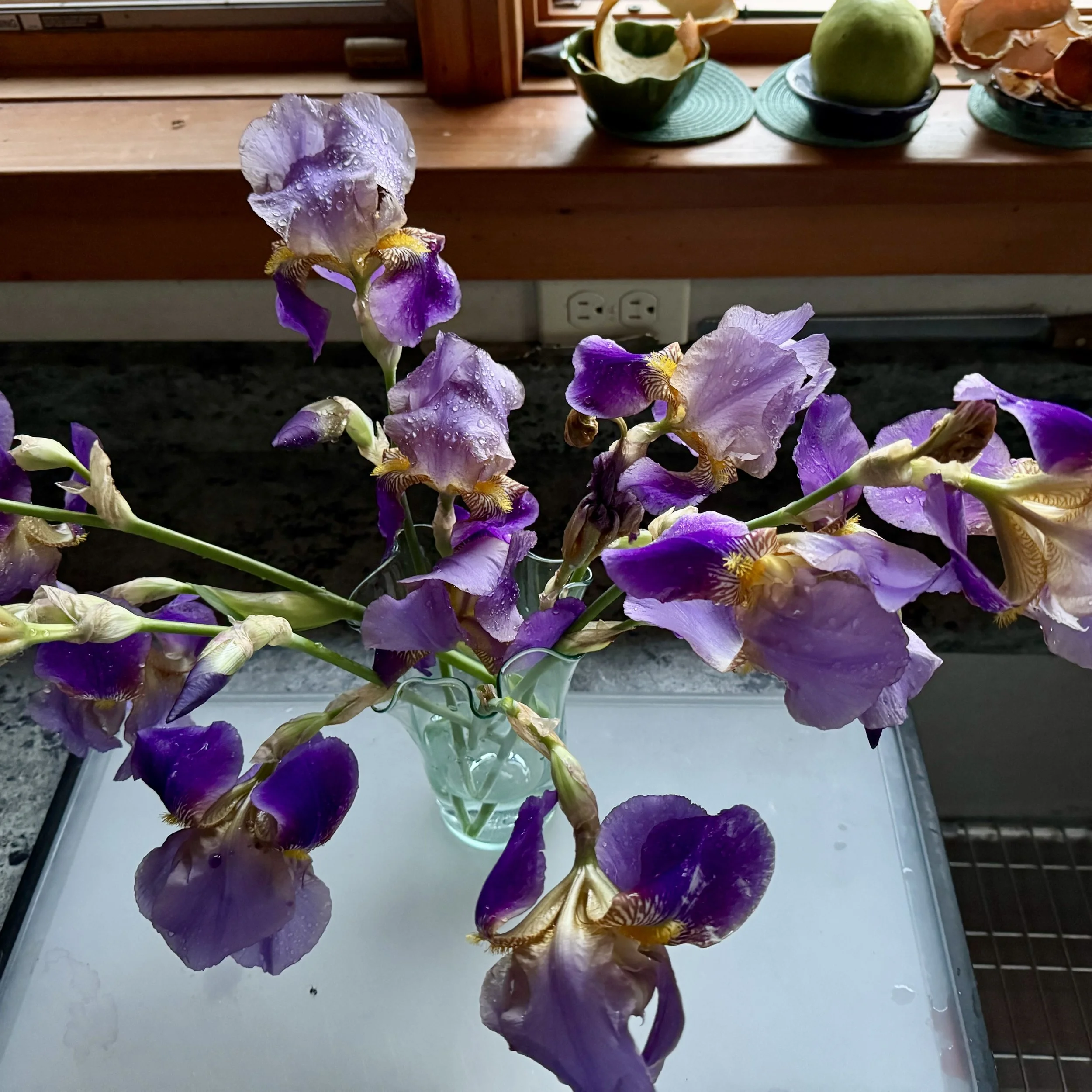 Iris (Iris), Murphy homestead, Elizabethtown, June 8, '26.  Photo by Keelin Murphy.