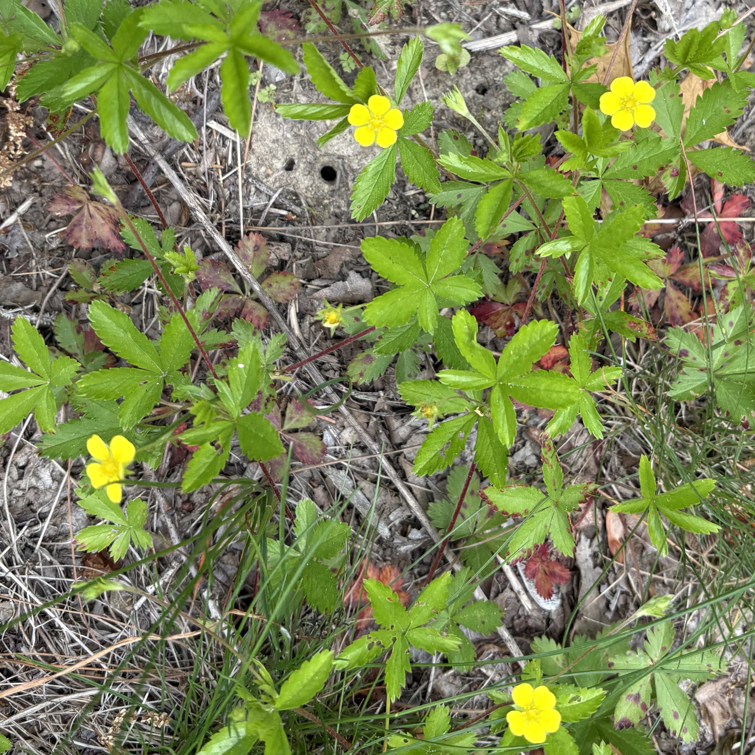 Common Cinquefoil ( Potentilla simplex), Elizabethtown, June 5, '26.  Photo by Doug Hillstrom.