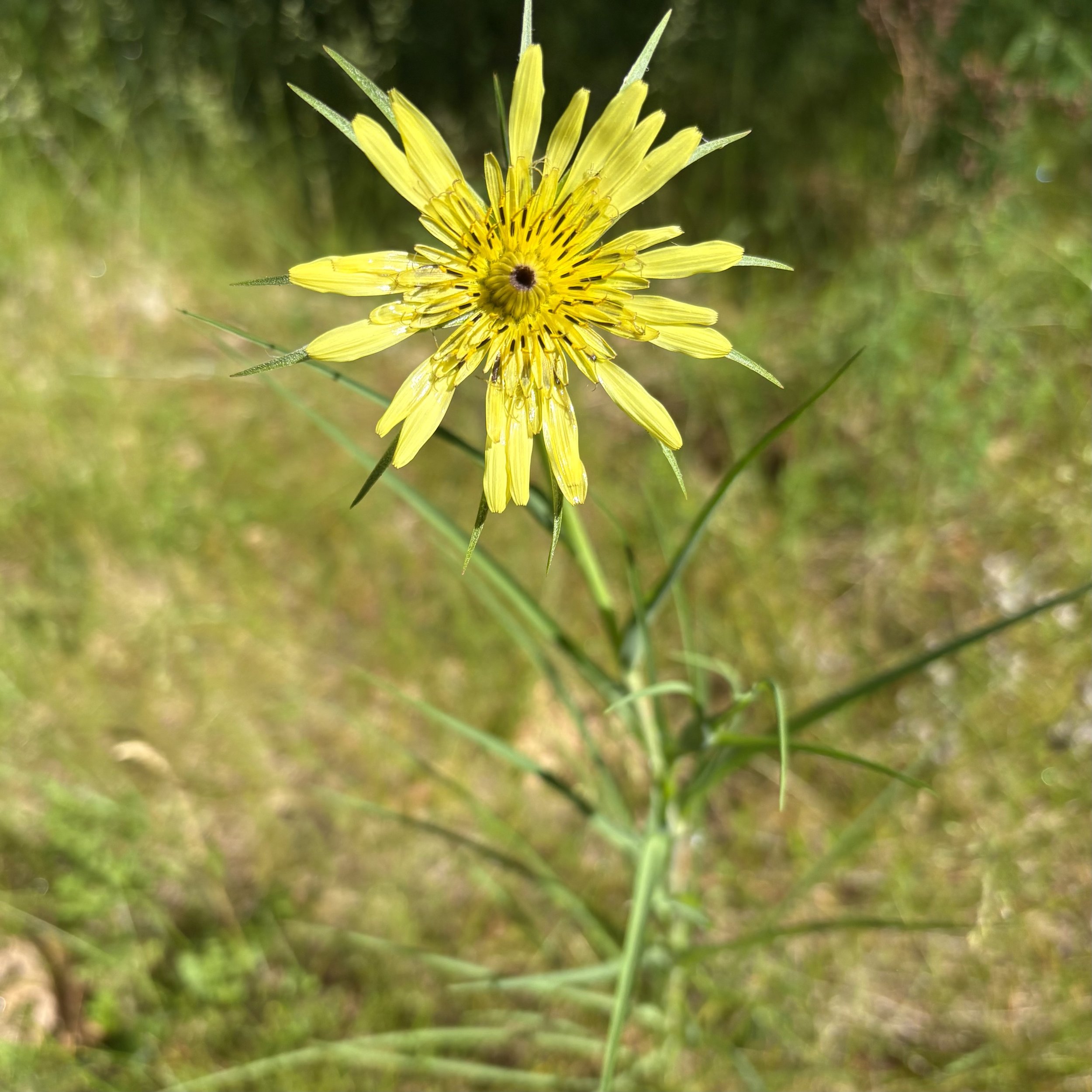 Yellow Salsify (Tragopogon dubius), Elizabethtown, June 5, '26.  Photo by Doug Hillstrom.