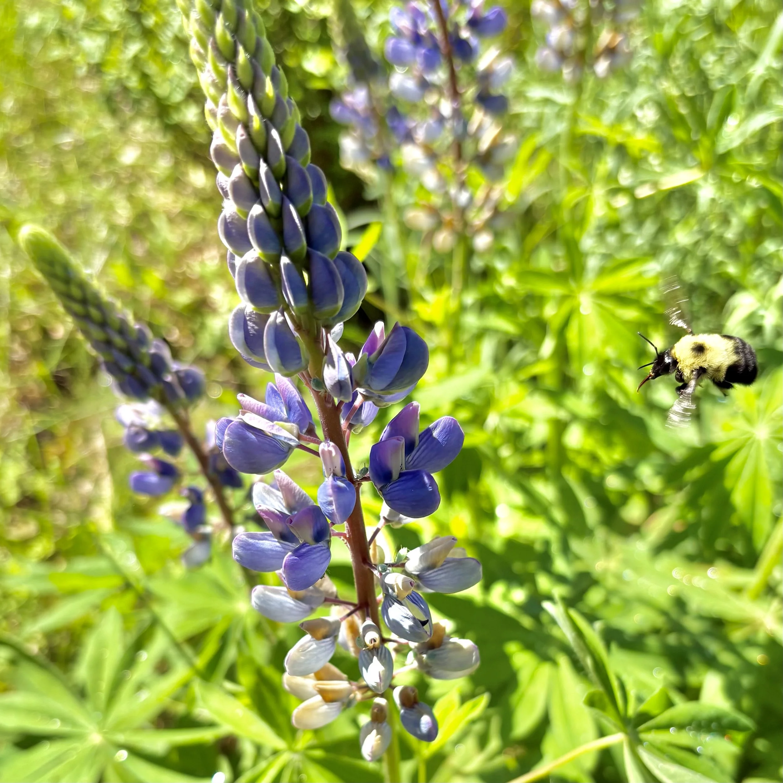Sundial Lupine (Lupinus perennis) and Bumblebee, Elizabethtown, June 8, '26.  Photo by Doug Hillstrom.