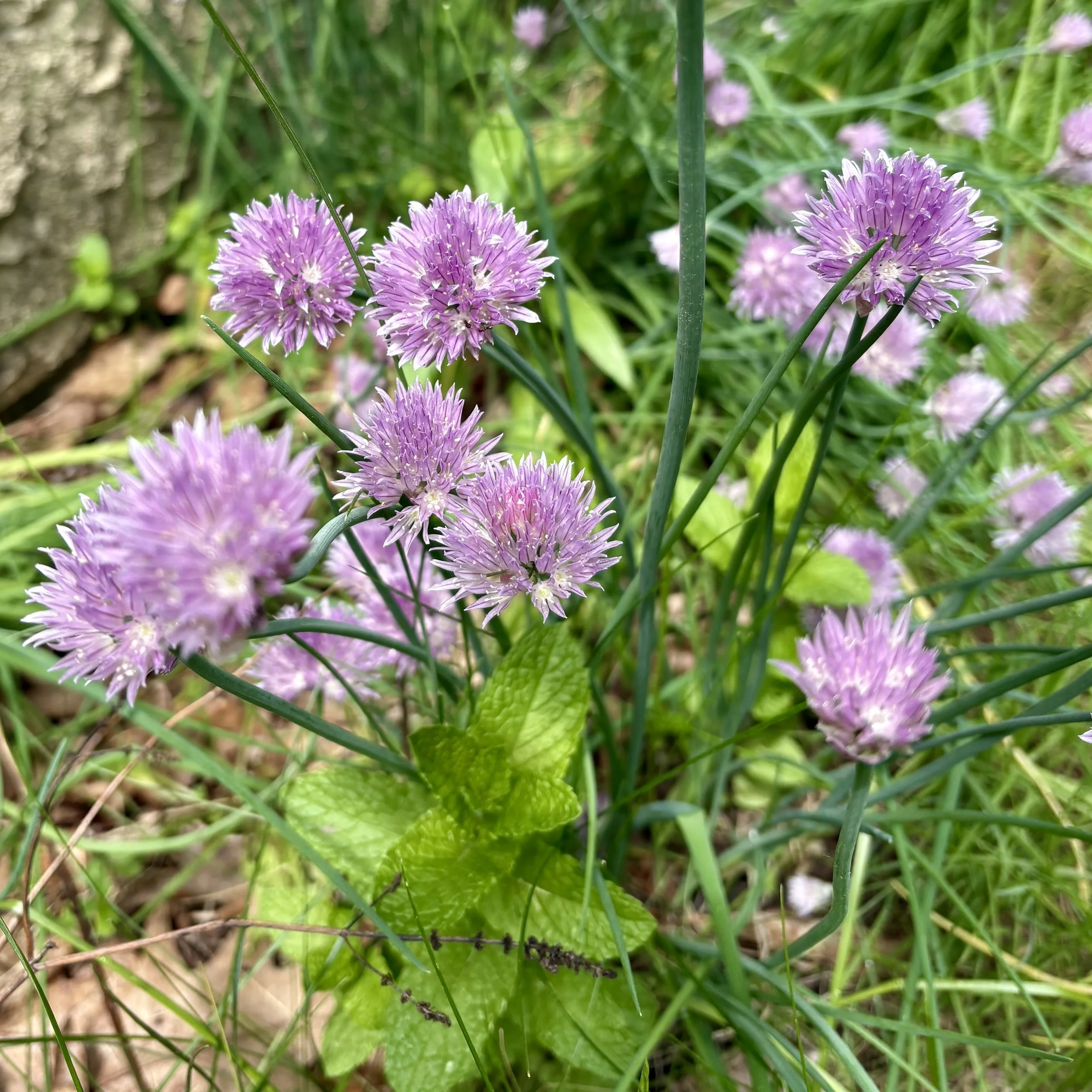 Chives (Allium schoenoprasum), Elizabethtown, June 10, '26.  Photo by Doug Hillstrom.
