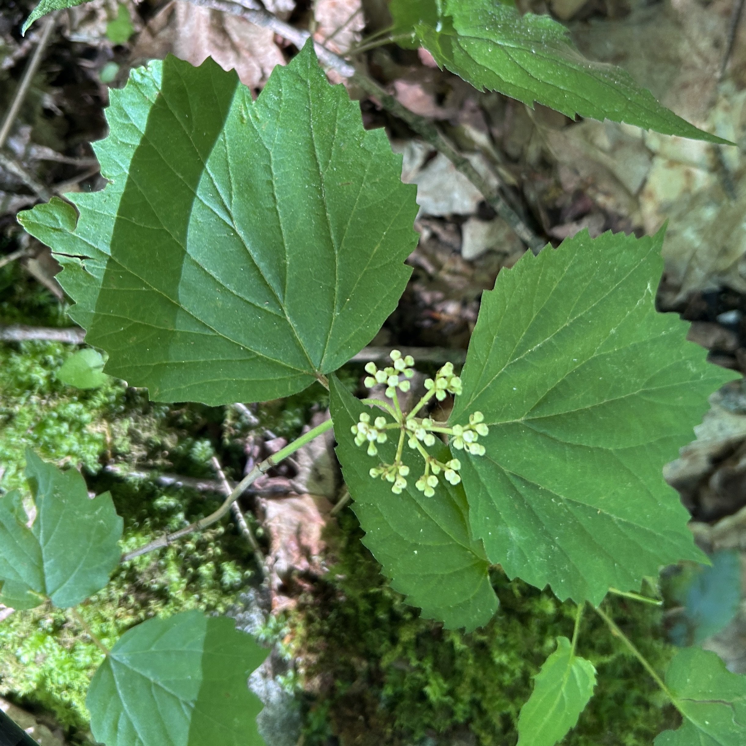 Maple Leaf Viburnum (Viburnum acerifolium), Berrymill Pond Trail, Hague NY, June 13, '26.  Photo by Susan Carle.