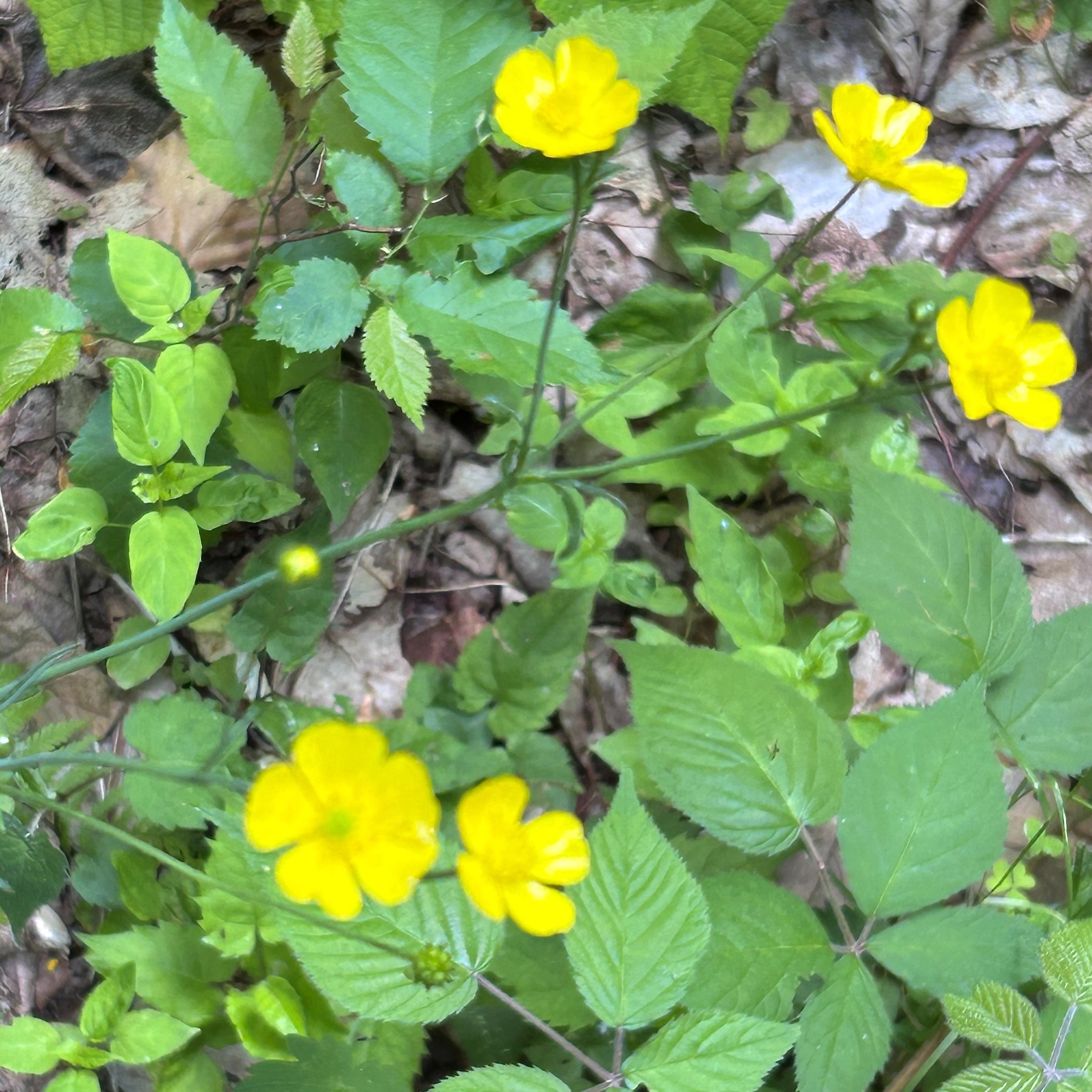 Meadow buttercup (Ranunculis acres), Berrymill Pond Trail, Hague NY, June 13, '26. Photo by Susan Carle.