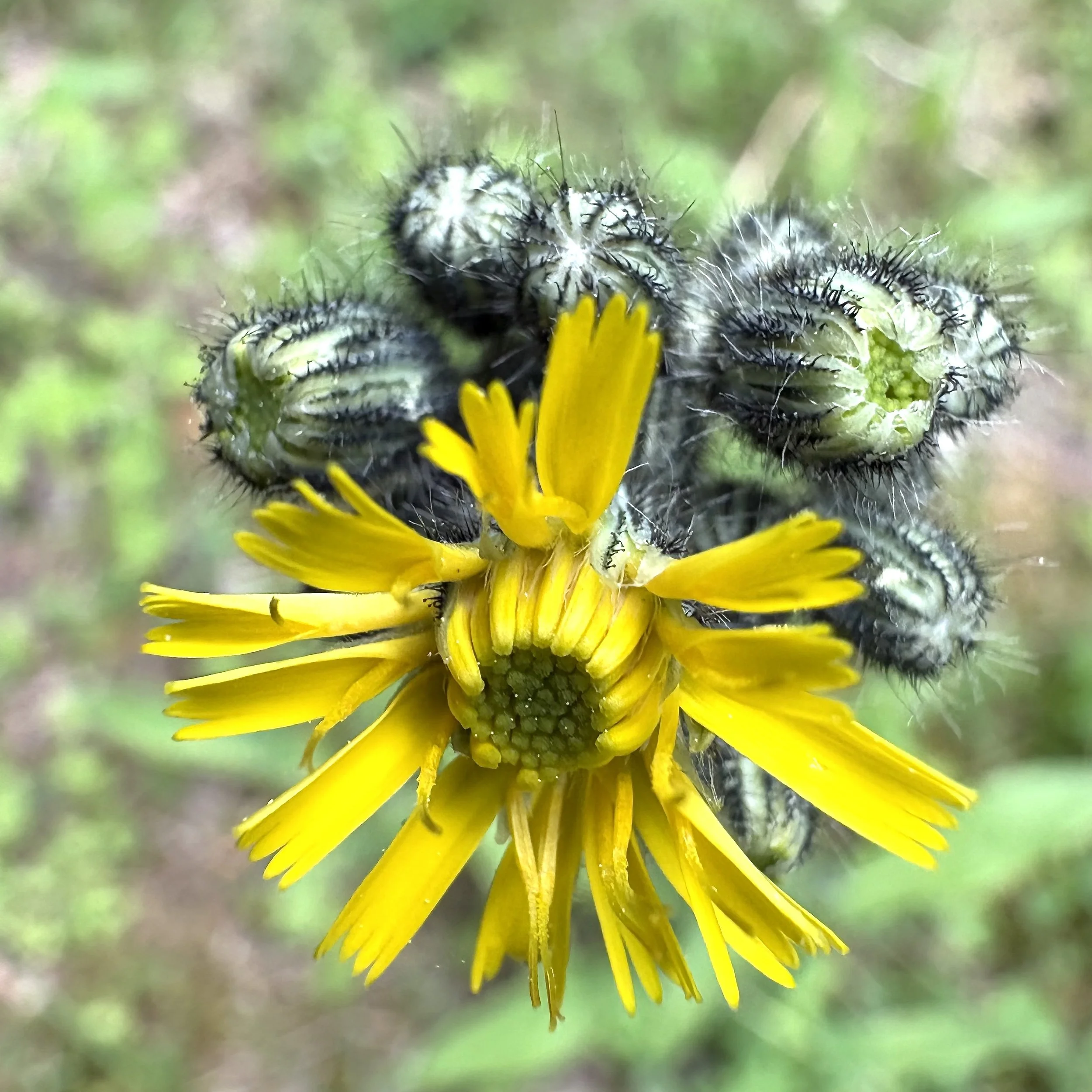 Meadow hawkweed (Pilosella caespitosa), Elizabethtown, June 10, '26.  Photo by Doug Hillstrom.
