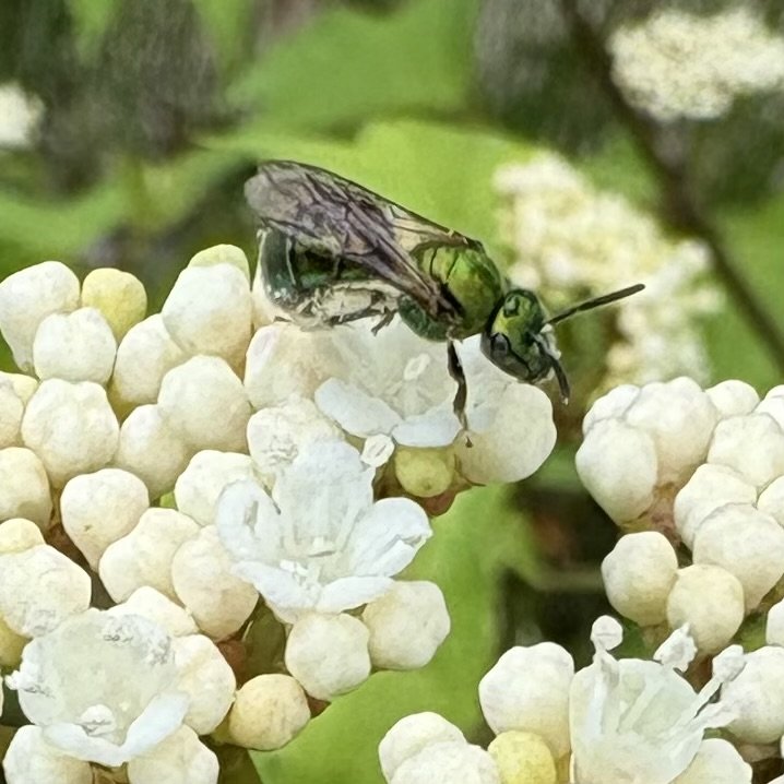 Maple leaf viburnum (Viburnum acerifolium) with Pure green sweat bee (Augochlora pura), Elizabethtown, June 10, '26.  Photo by Doug Hillstrom.