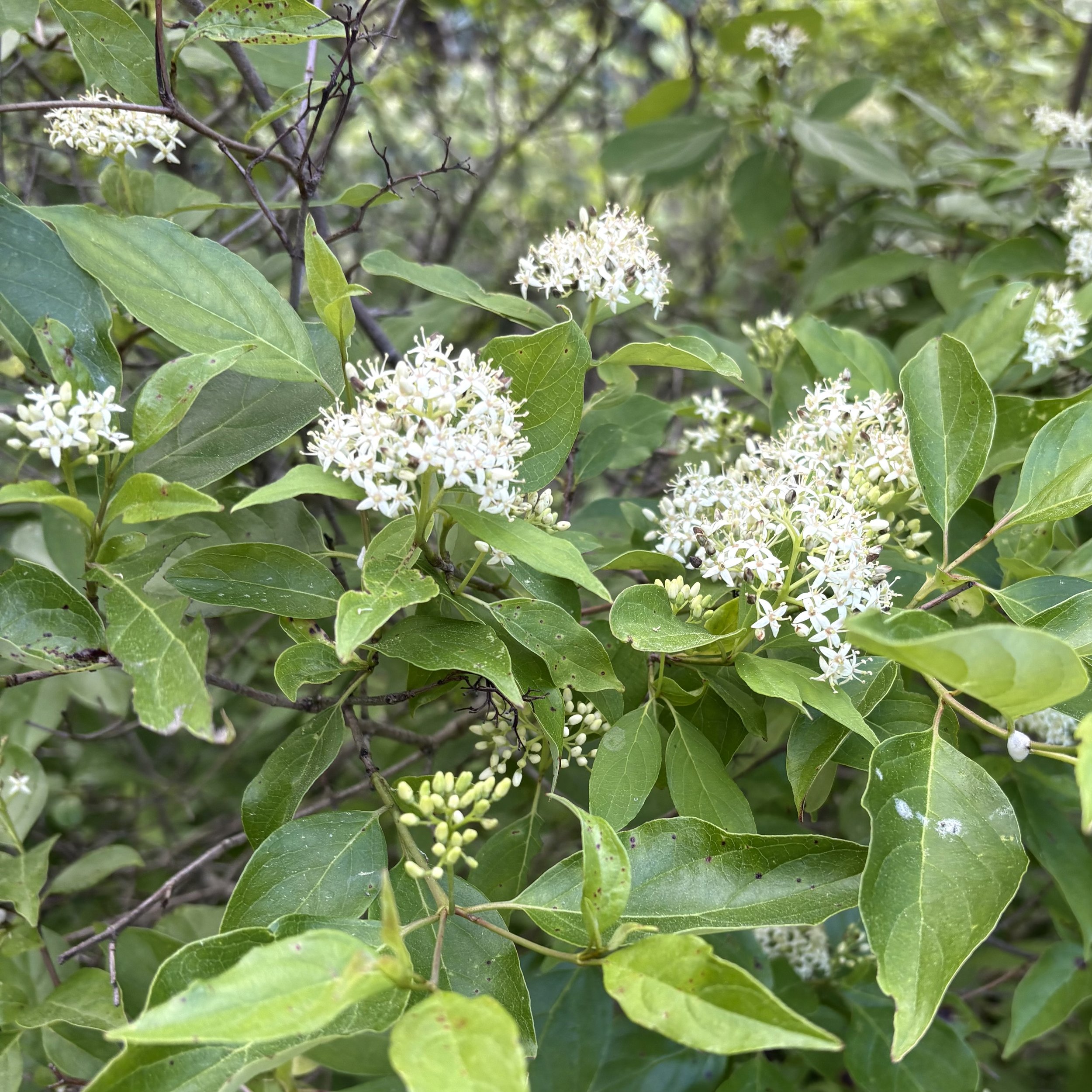 Gray twig dogwood (Cornus racemosa), Elizabethtown, June 13, '26.  Photo by Doug Hillstrom.