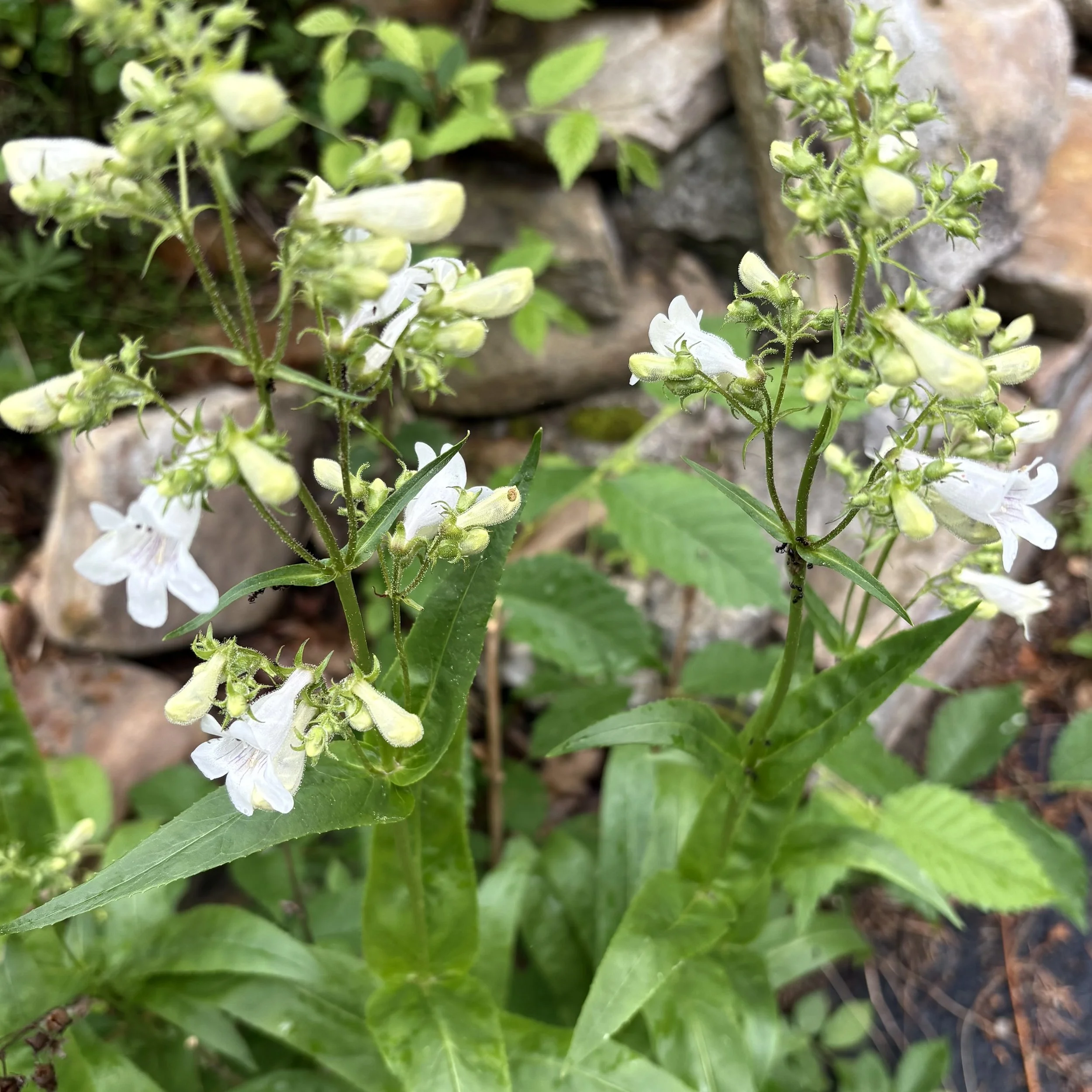 Foxglove beardtongue (Penstemon digitalis), Elizabethtown, June 14, '26.  Photo by Doug Hillstrom.