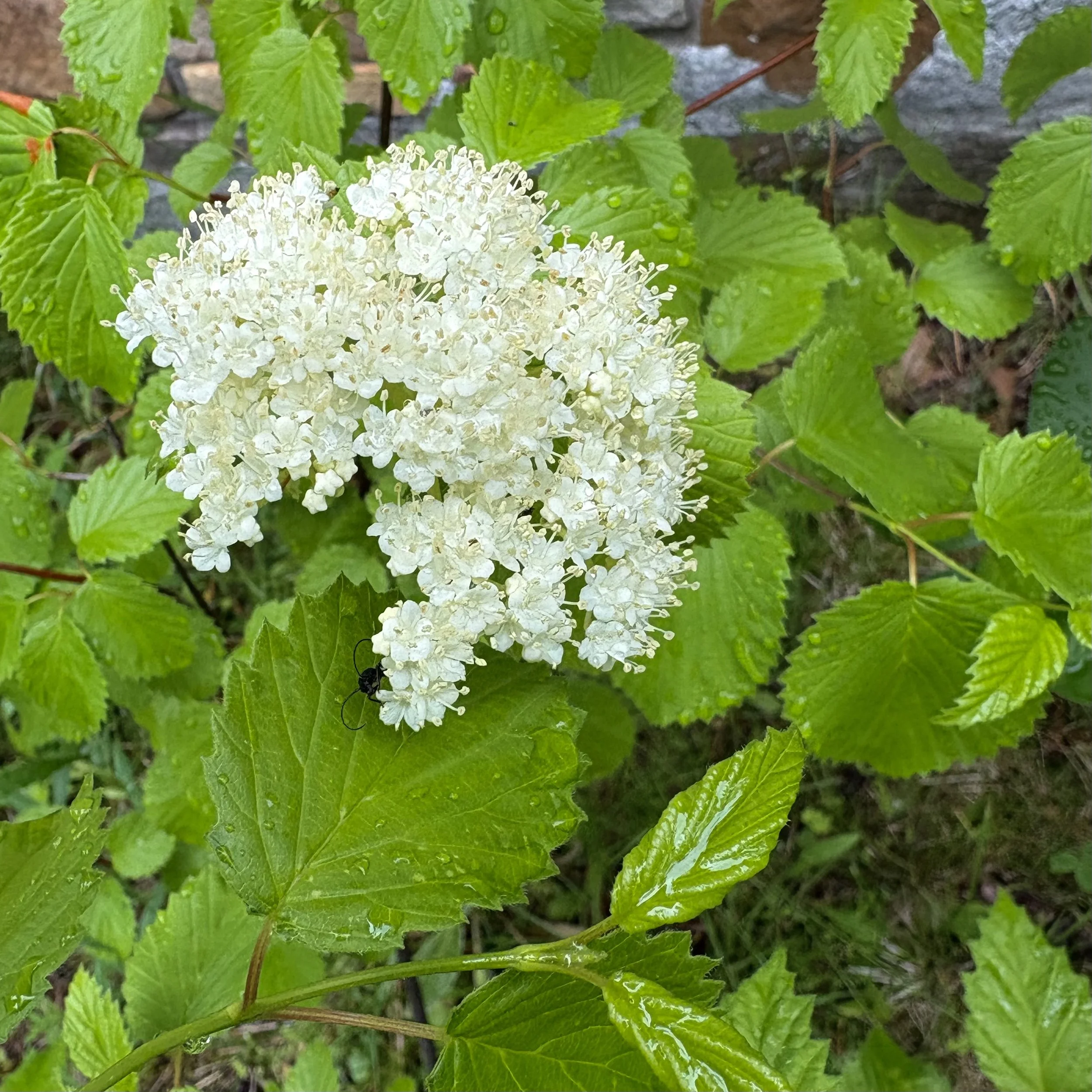 Arrowood viburnum (Viburnum dentatum), Elizabethtown, June 14, '26.  Photo by Doug Hillstrom.