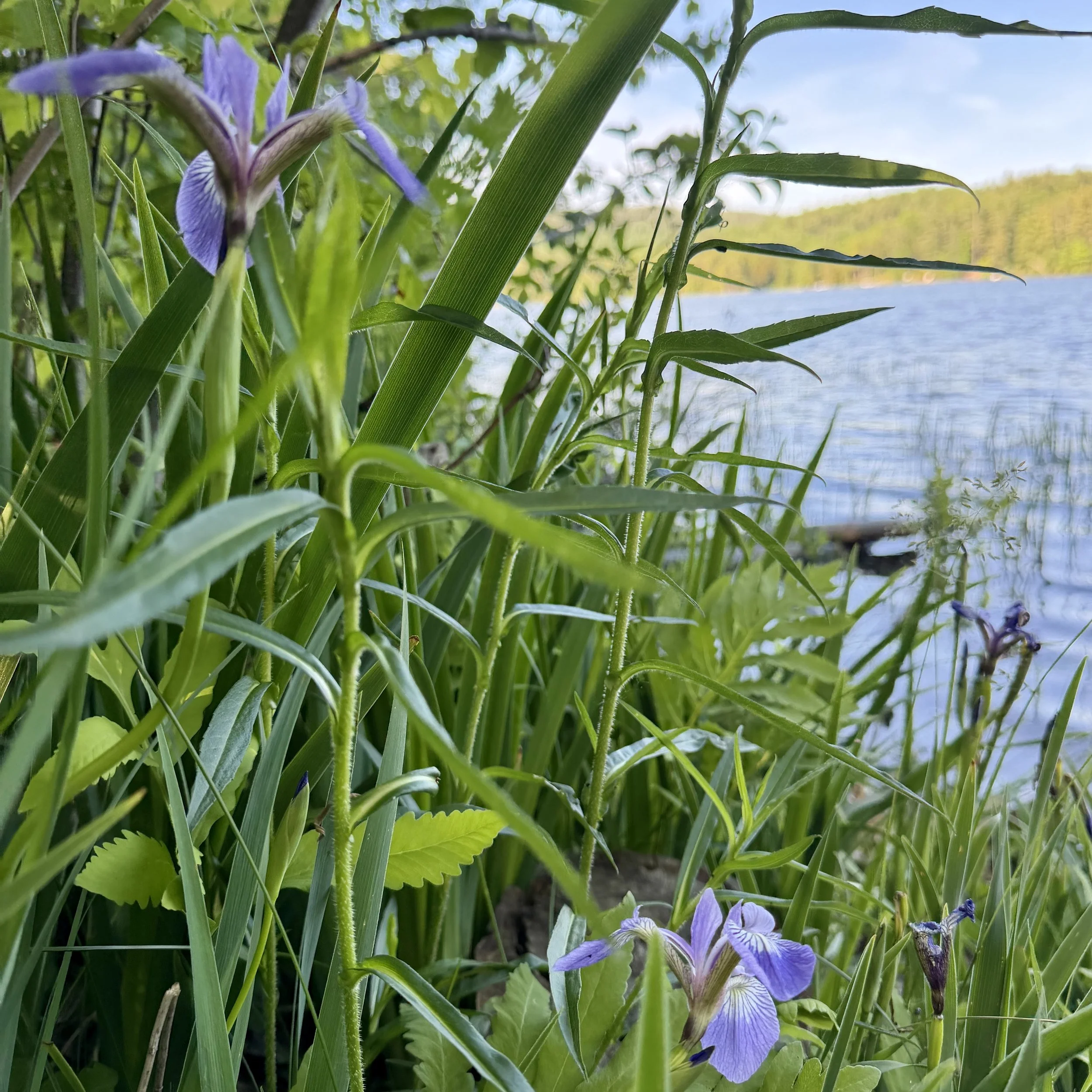 Blue flag iris (Iris versicolor), Lincoln Pond, June 14, '26.  Photo by Jennifer Lagor.