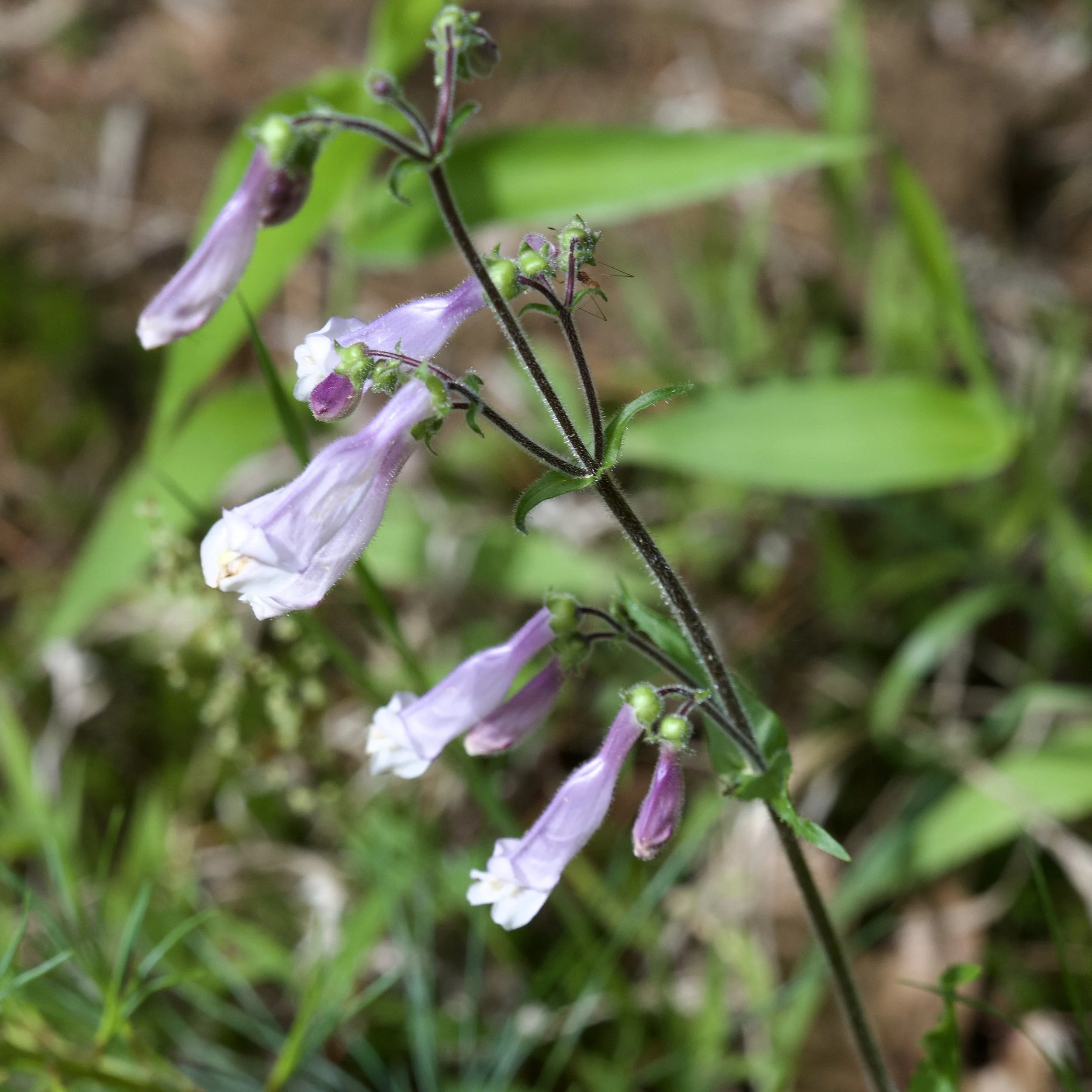 Hairy beardtongue (Penstemon hirsutus), Elizabethtown, June 15, '26.  Photo by Doug Hillstrom.