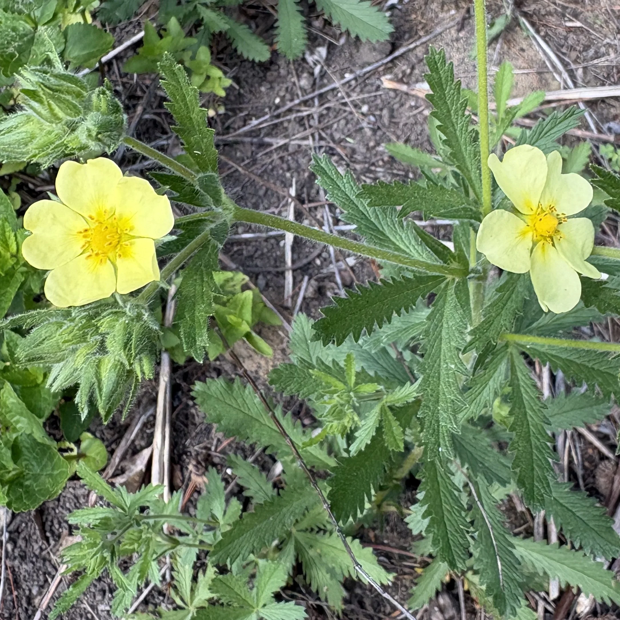 Sulfur cinquefoil (Potentilla recta)), Elizabethtown, June 16, '26.  Photo by Doug Hillstrom.