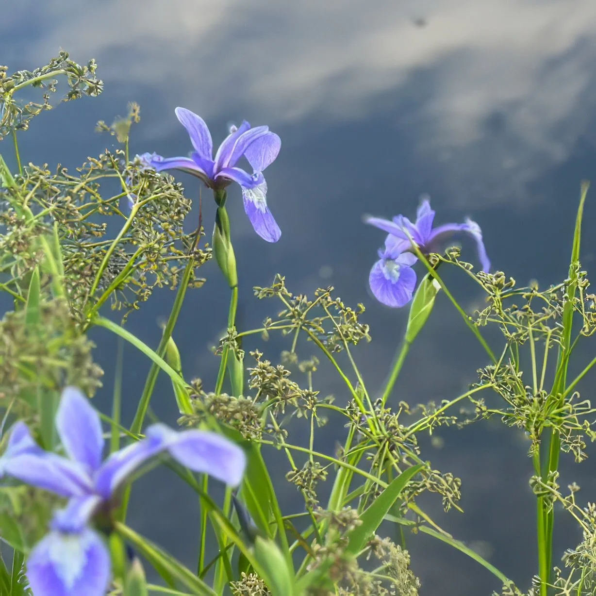 Blue flag iris (Iris versicolor), Desjardins property, Jay NY, June 17, '26.  Photo by Audrey Desjardins.