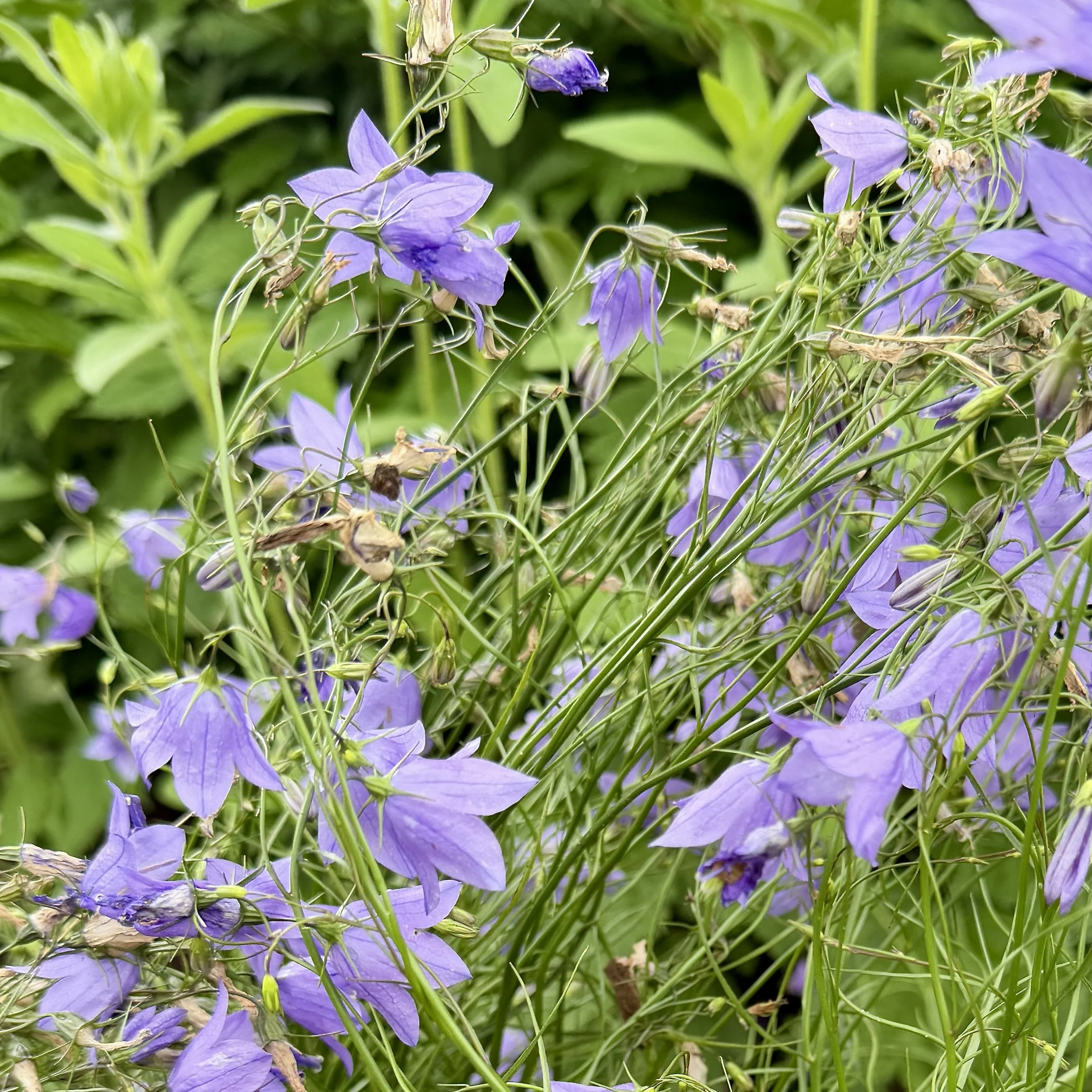 Harebell (Campanula rotundifolia), Westport, June 19, '26.  Photo by Lyn Flynn.
