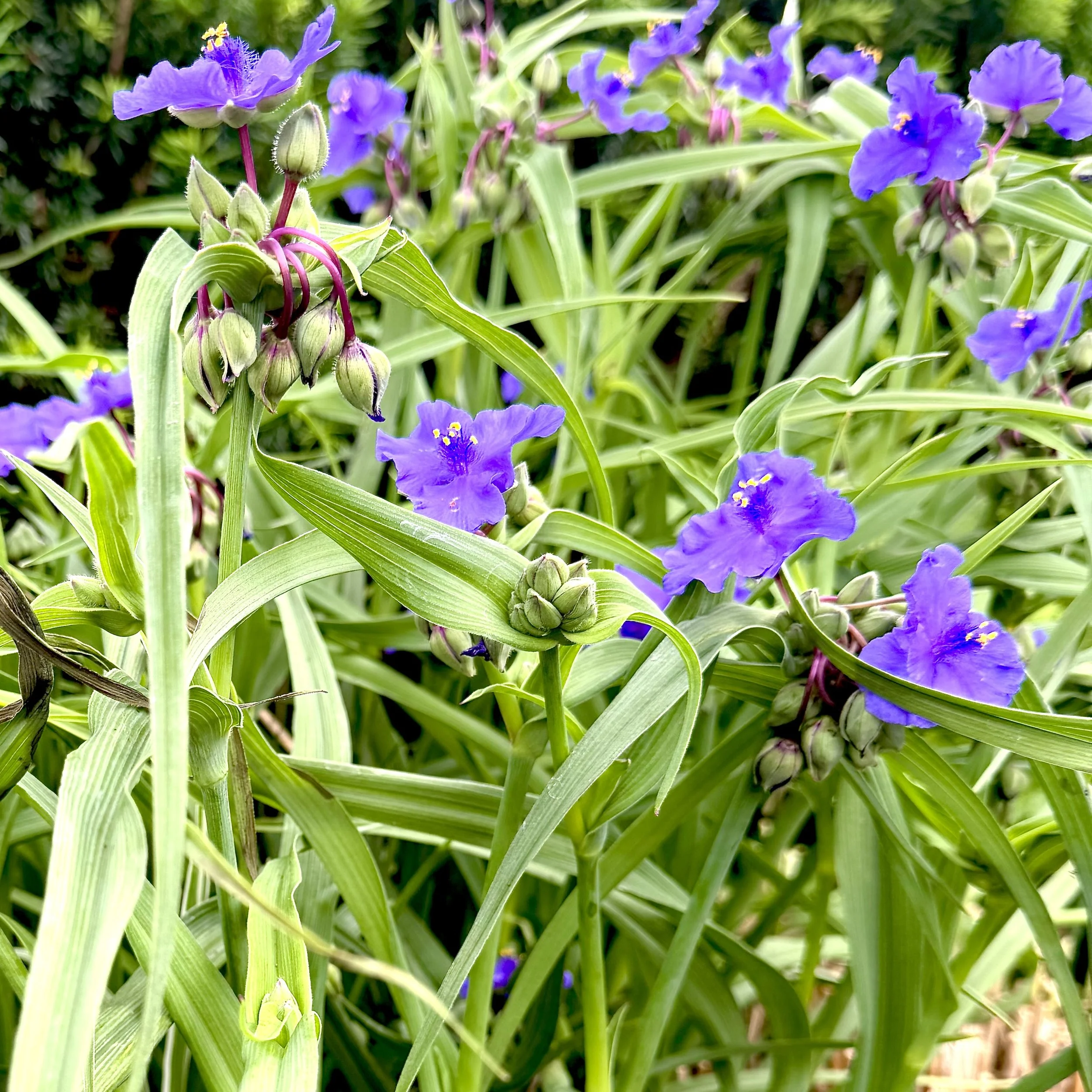 Ohio spiderwort (Tradescantia ohiensis), Westport, June 19, '26.  Photo by Lyn Flynn.