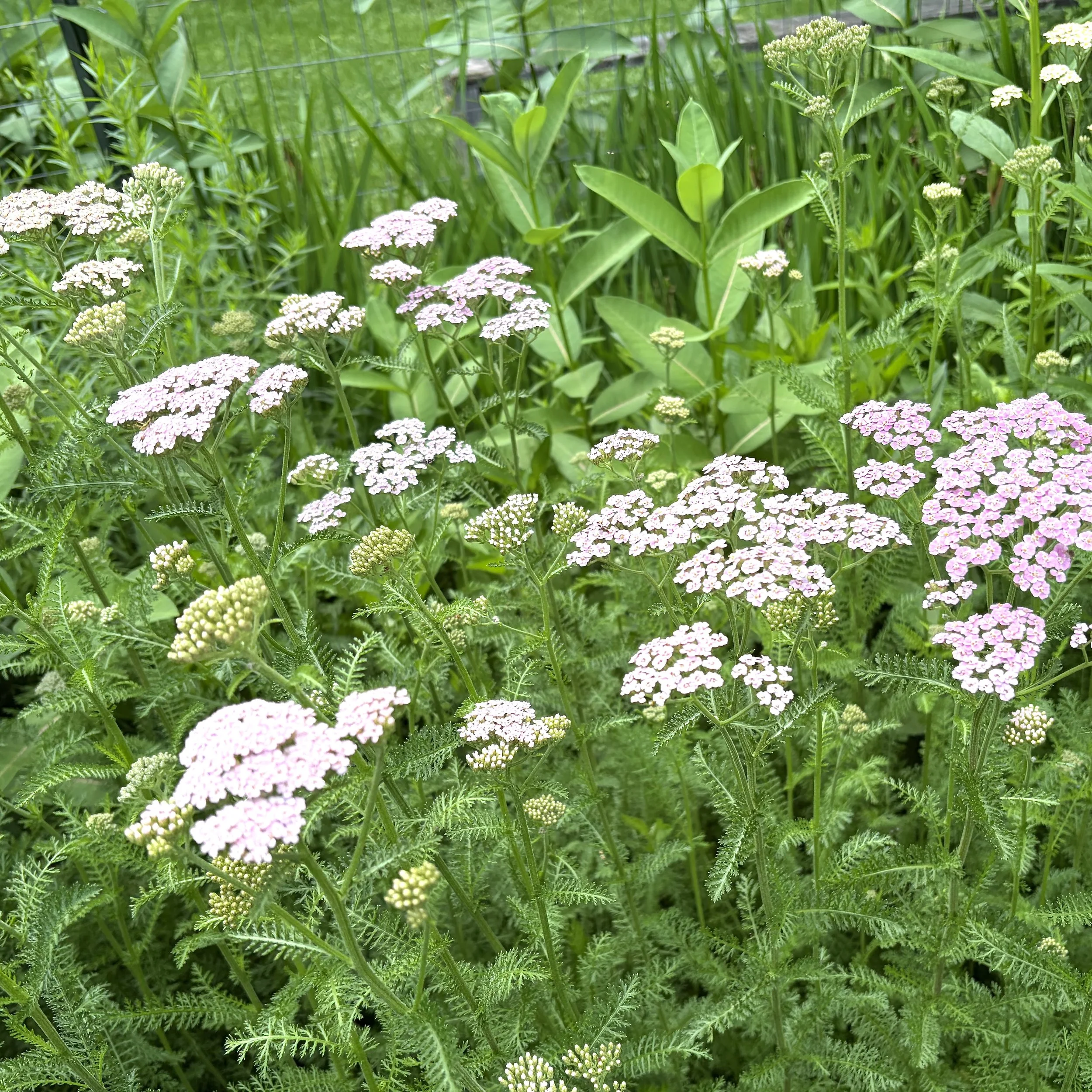 Yarrow (Achillea millefolium), Essex, June 19, '26.  Photo by Nancy Budd.
