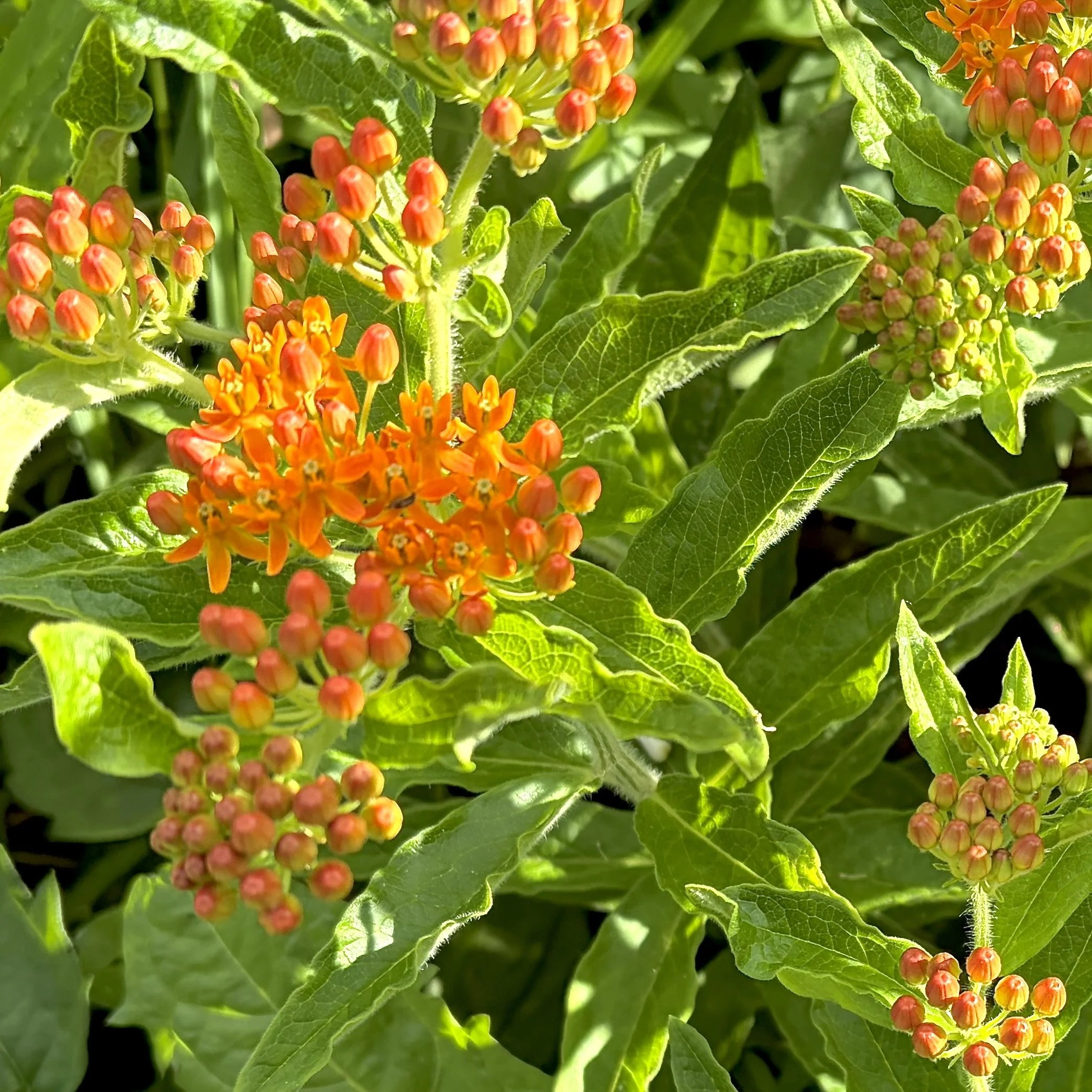Butterfly weed (Asclepius tuberosa), Essex, June 19, '26.  Photo by Nancy Budd.